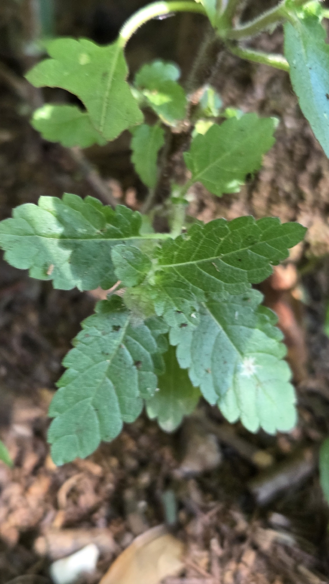Photo of Plantae (6/8)