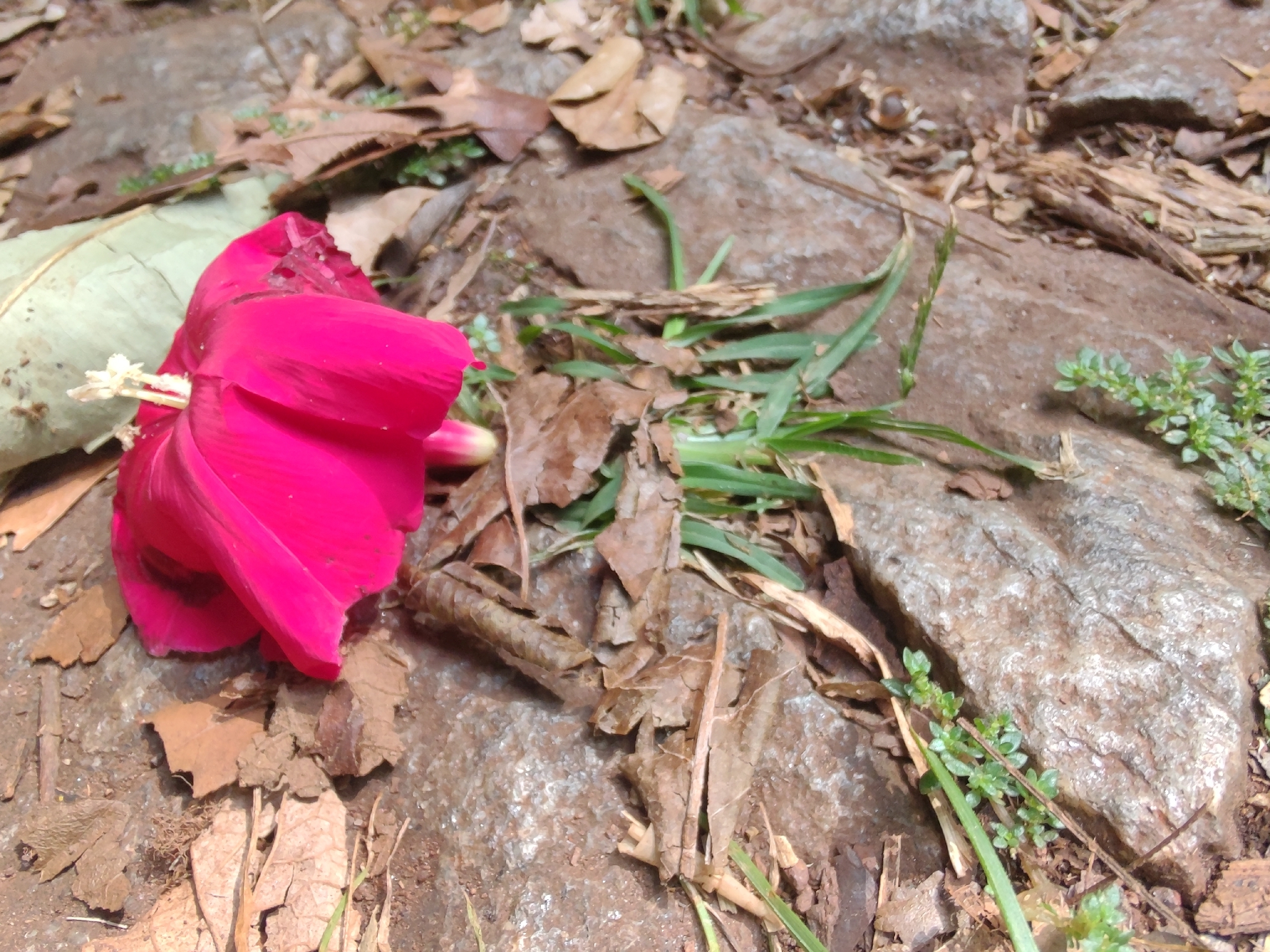 Photo of Cardinal creeper (7/12)