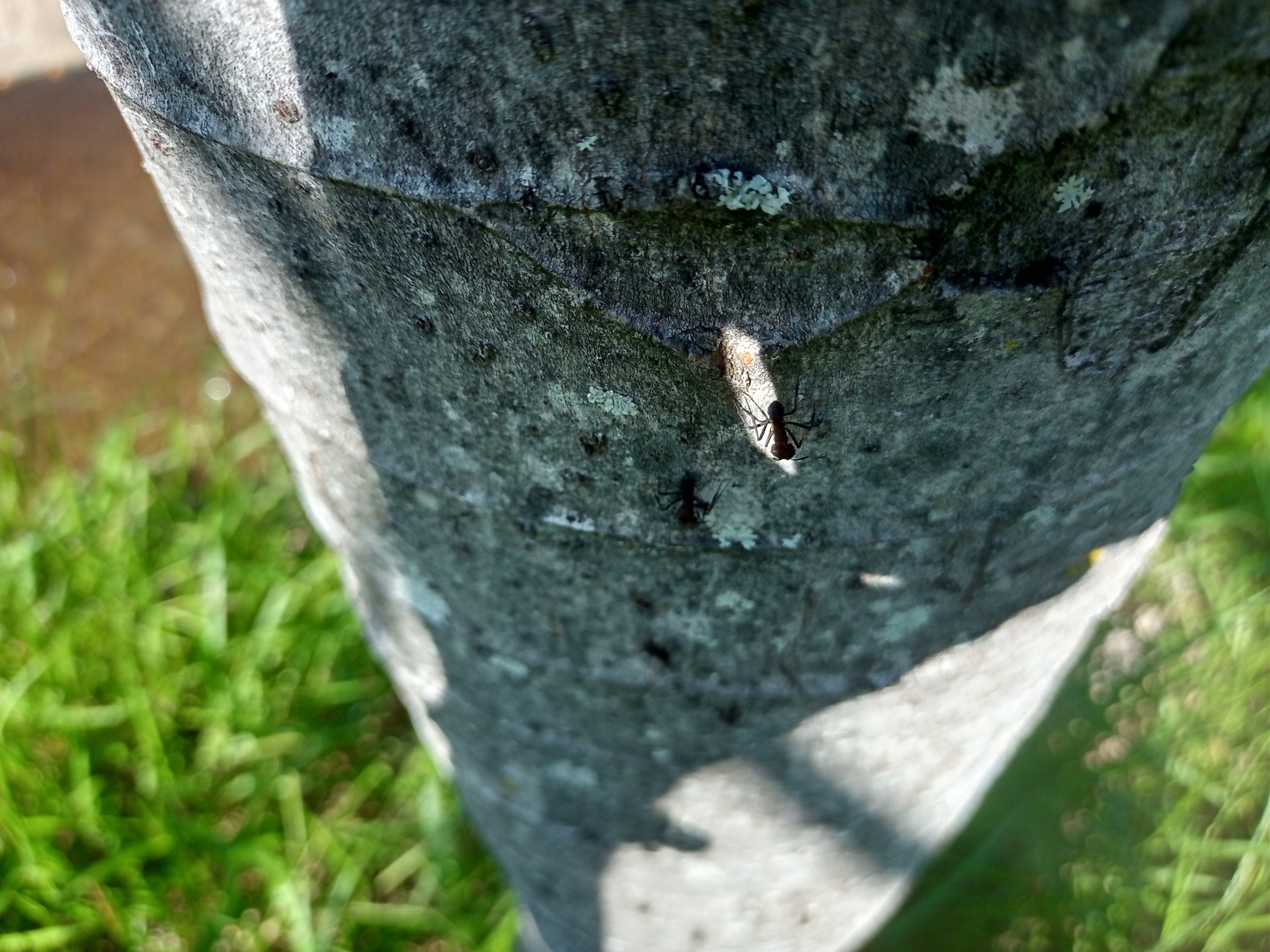 Photo of Pumpwood (9/9)