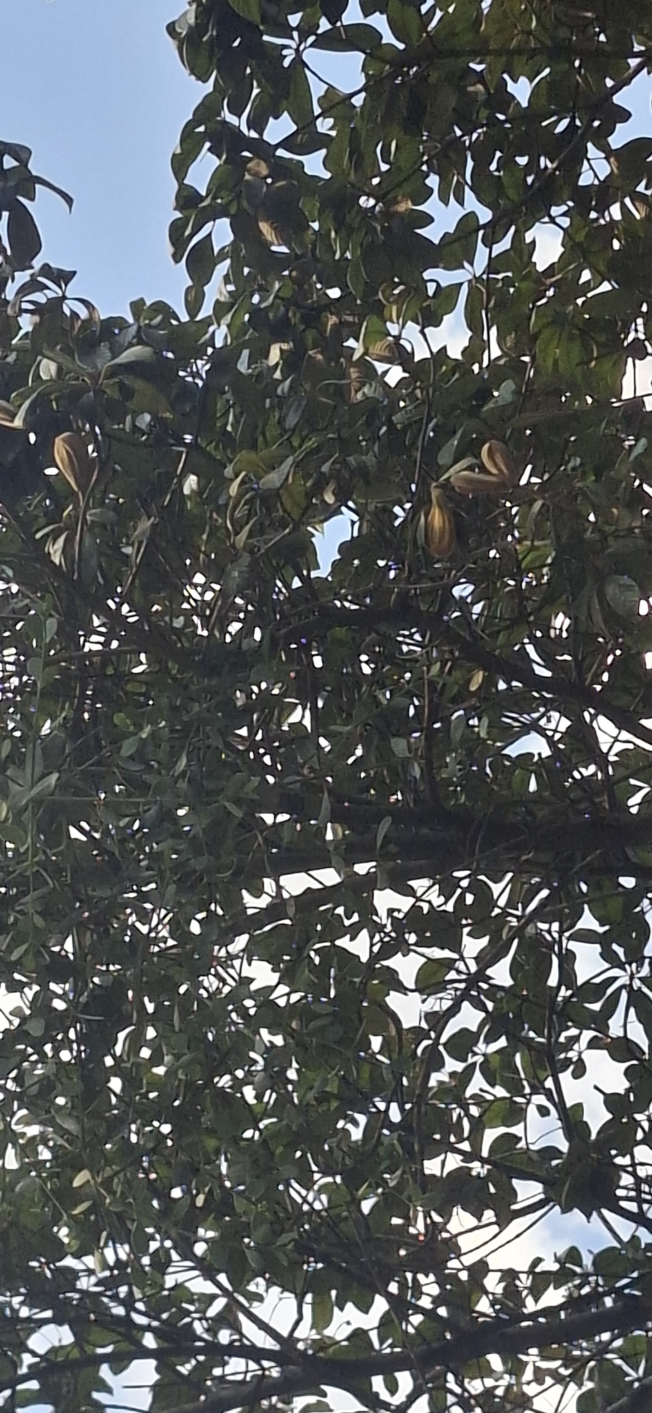 Photo of Aspidosperma tomentosum (2/12)