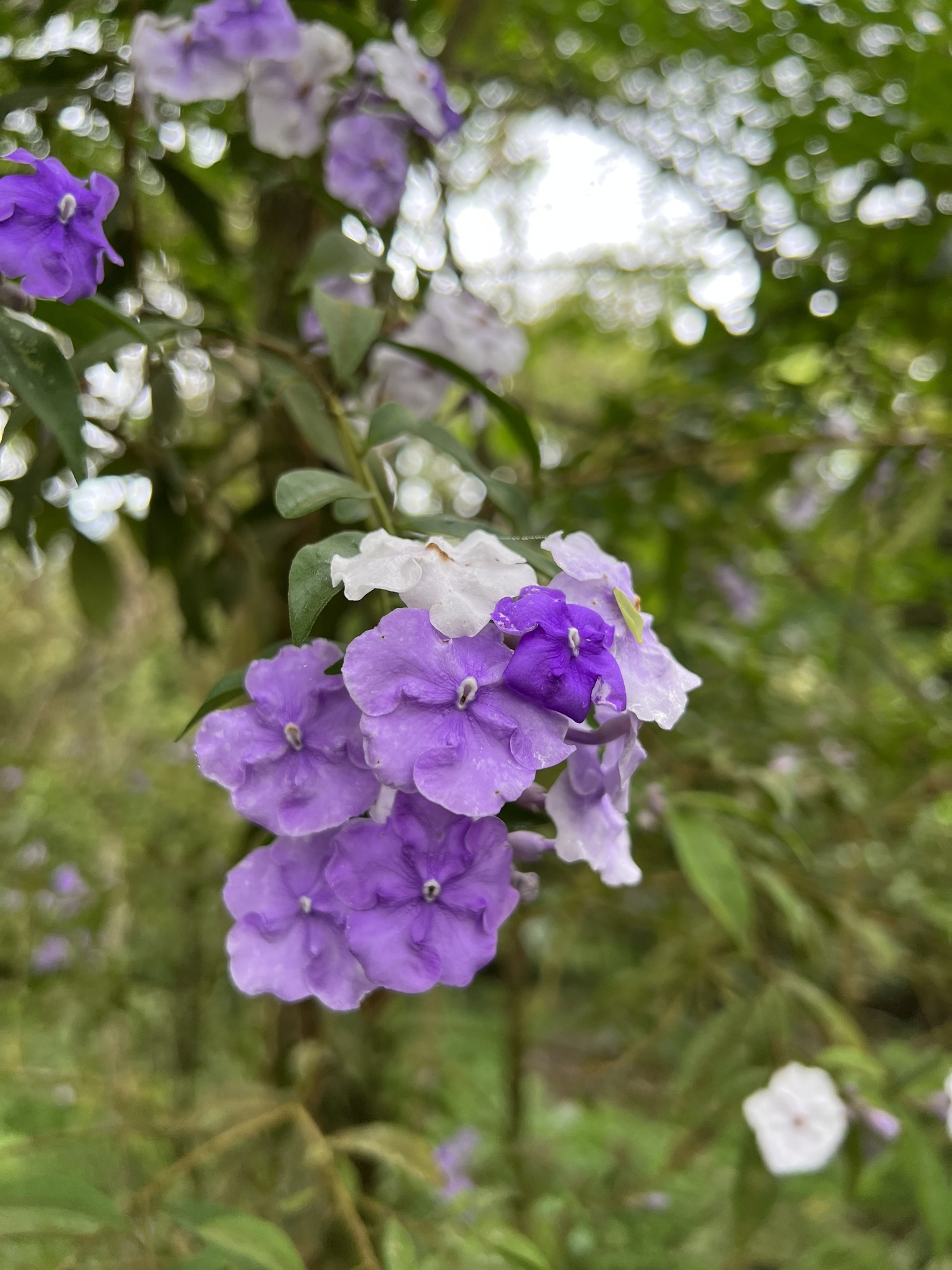 Photo of Angiospermae (1/8)