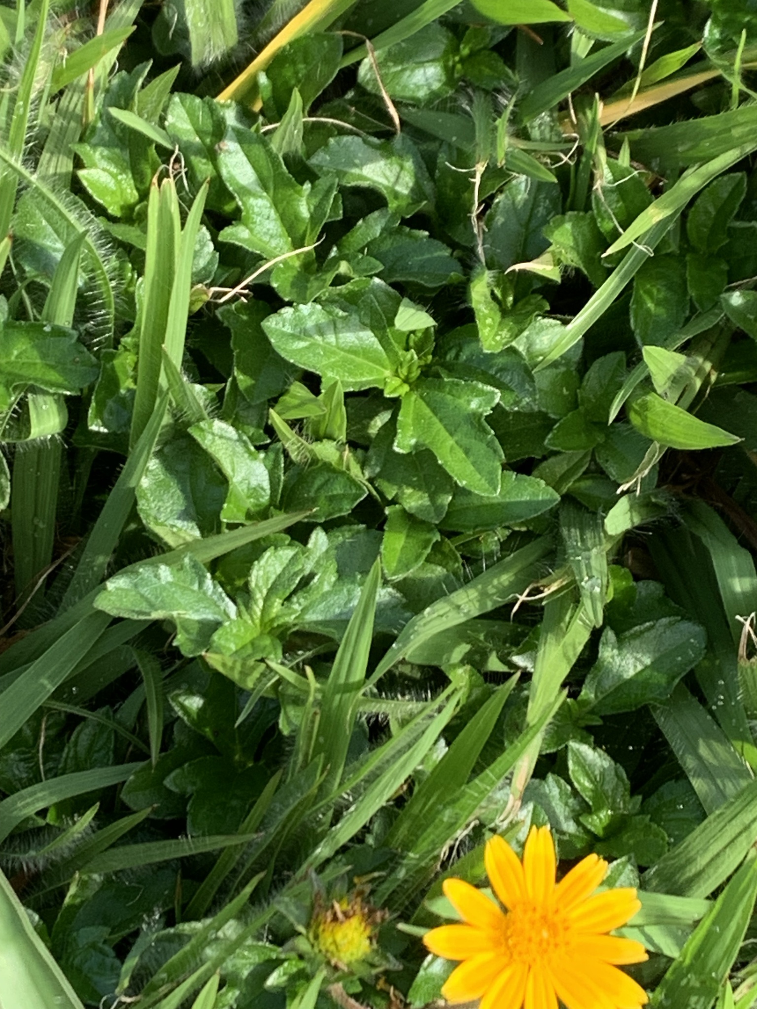 Photo of Trailing Daisy (8/11)