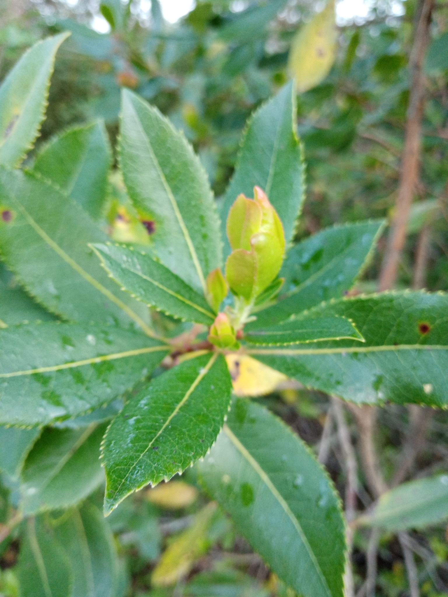 Photo of strawberry tree (7/10)