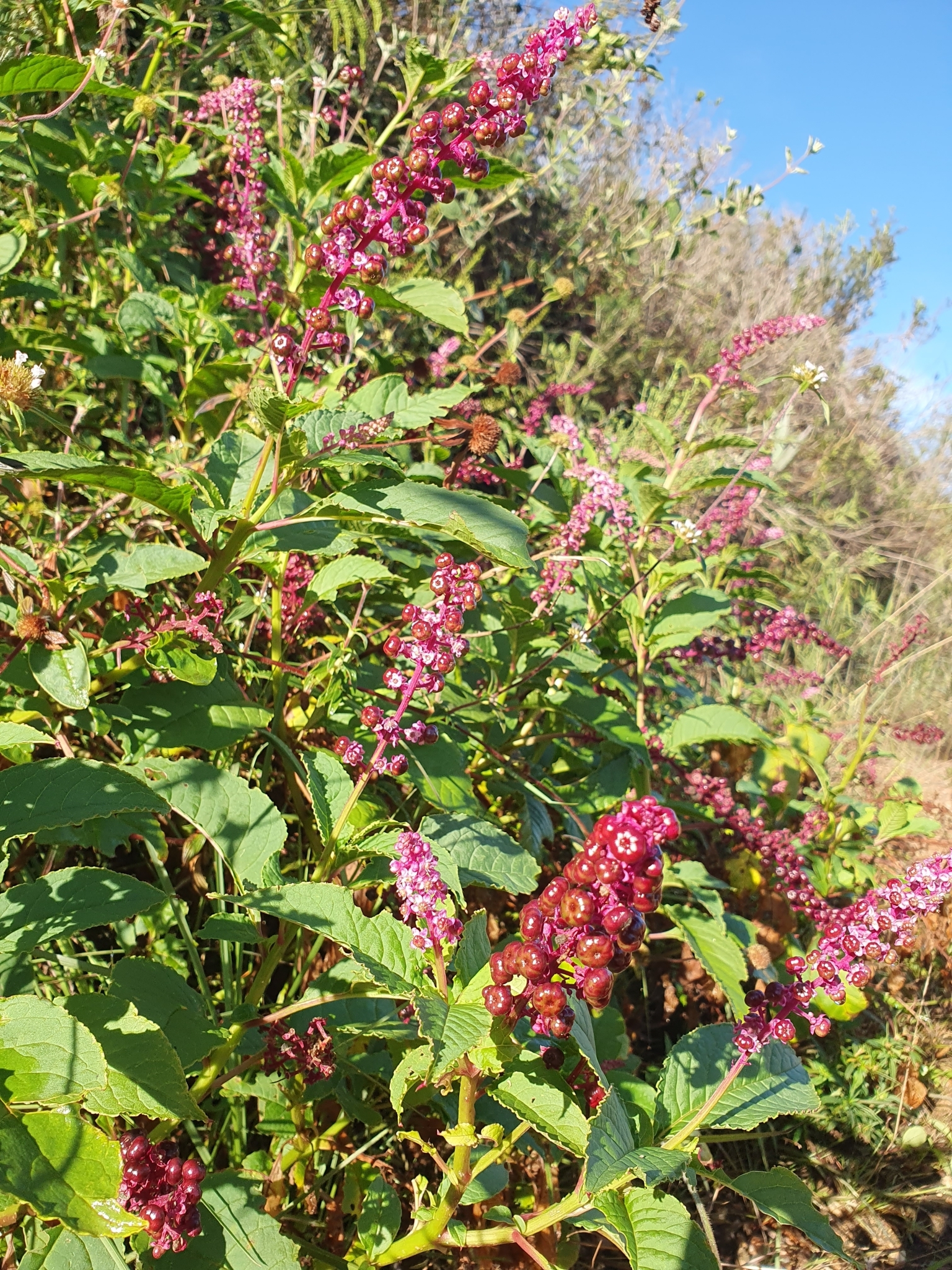 Photo of Brazilian Pokeweed (8/12)
