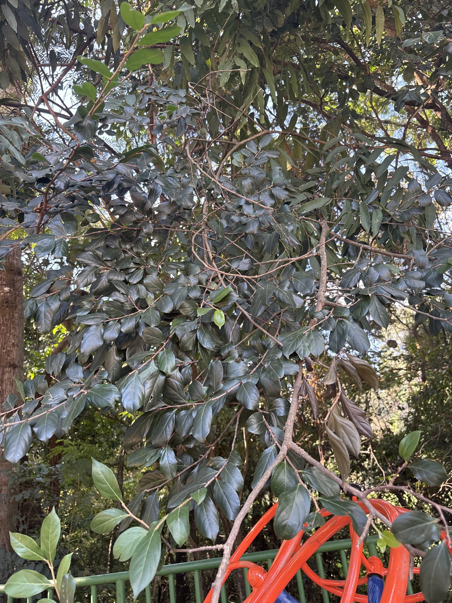 Photo of Casearia decandra (8/12)