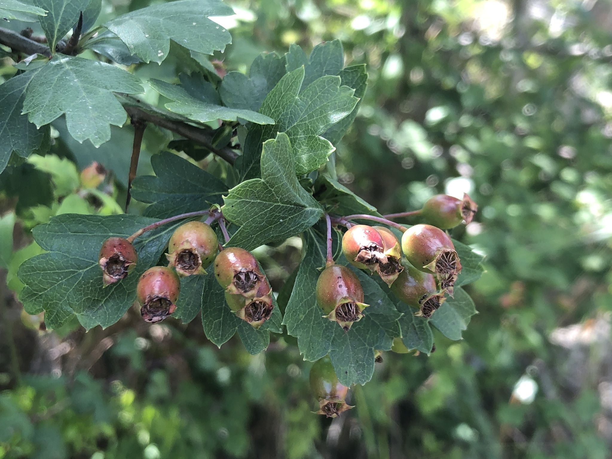 Photo of common hawthorn (9/12)