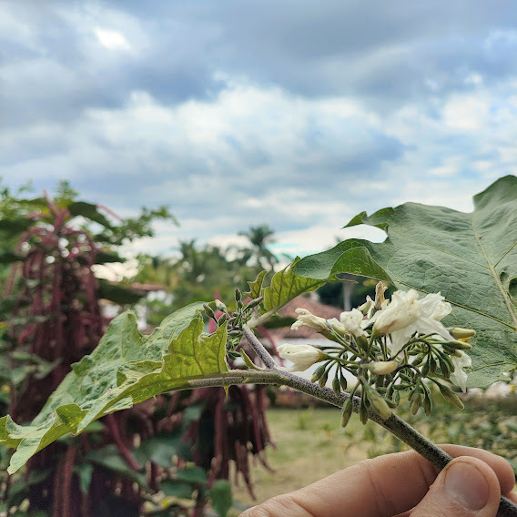 Photo of Turkey Berry (5/7)