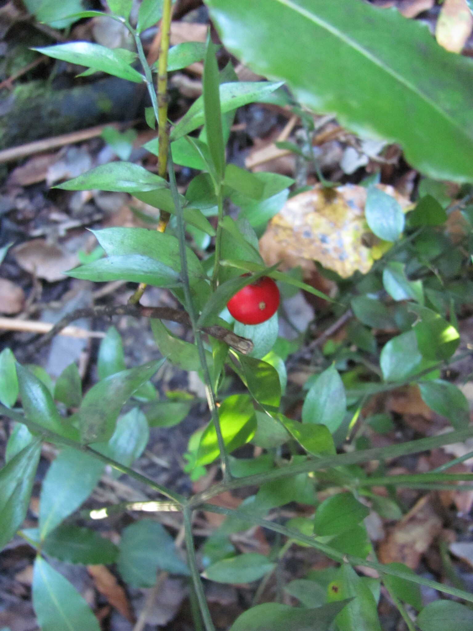 Photo of butcher's-broom (9/12)