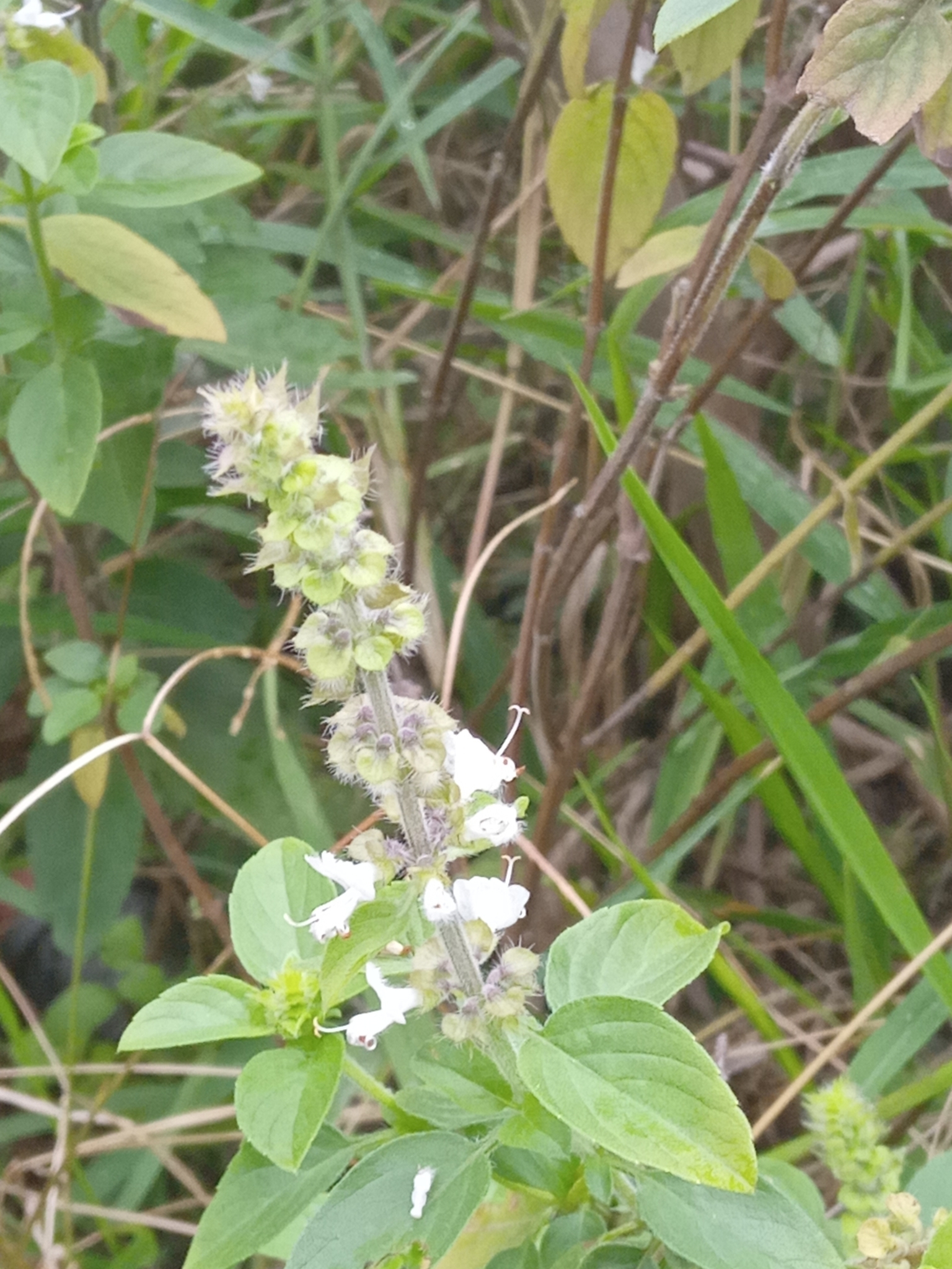 Photo of African Basil (6/6)