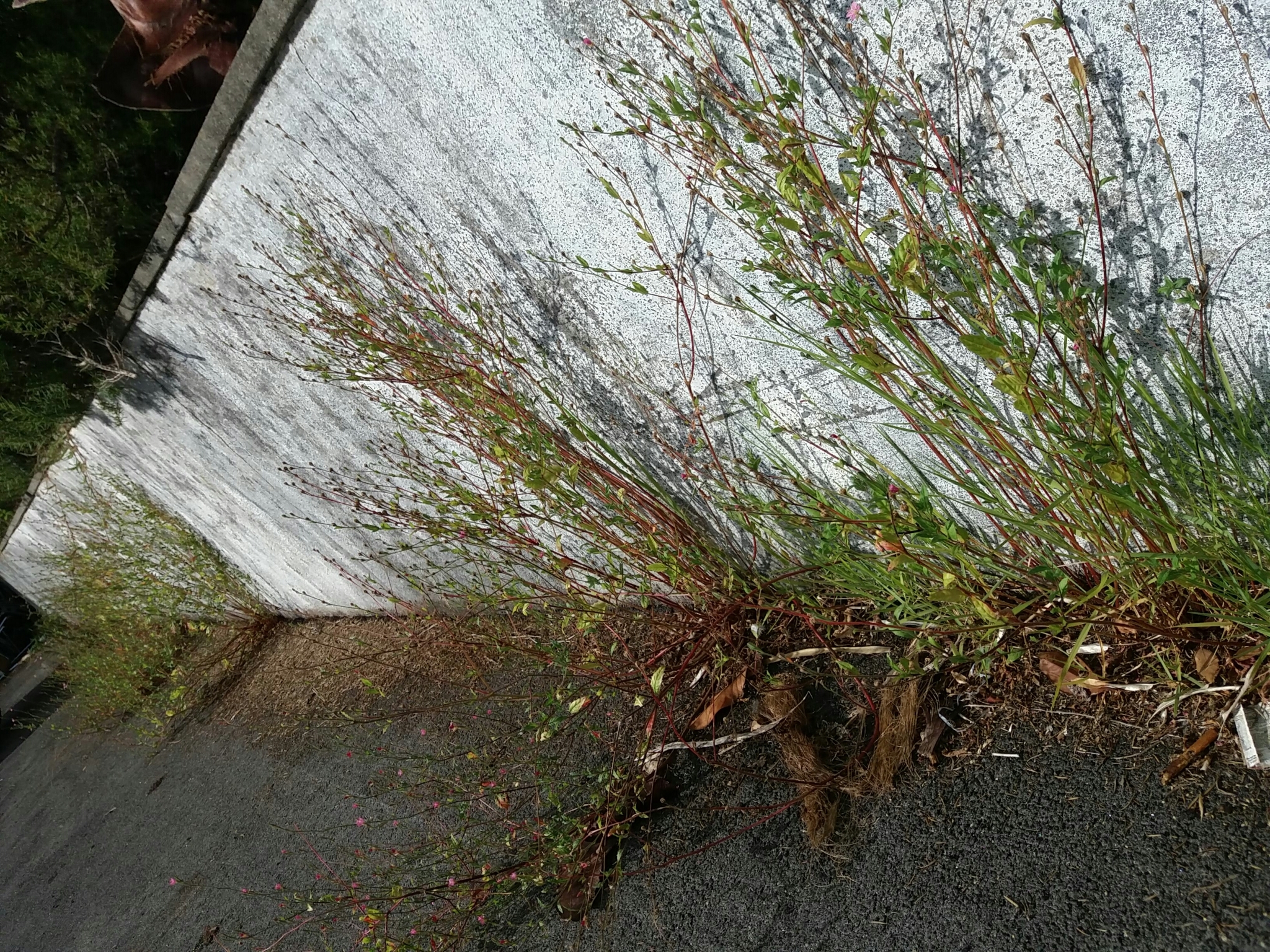 Photo of rose evening primrose (6/7)