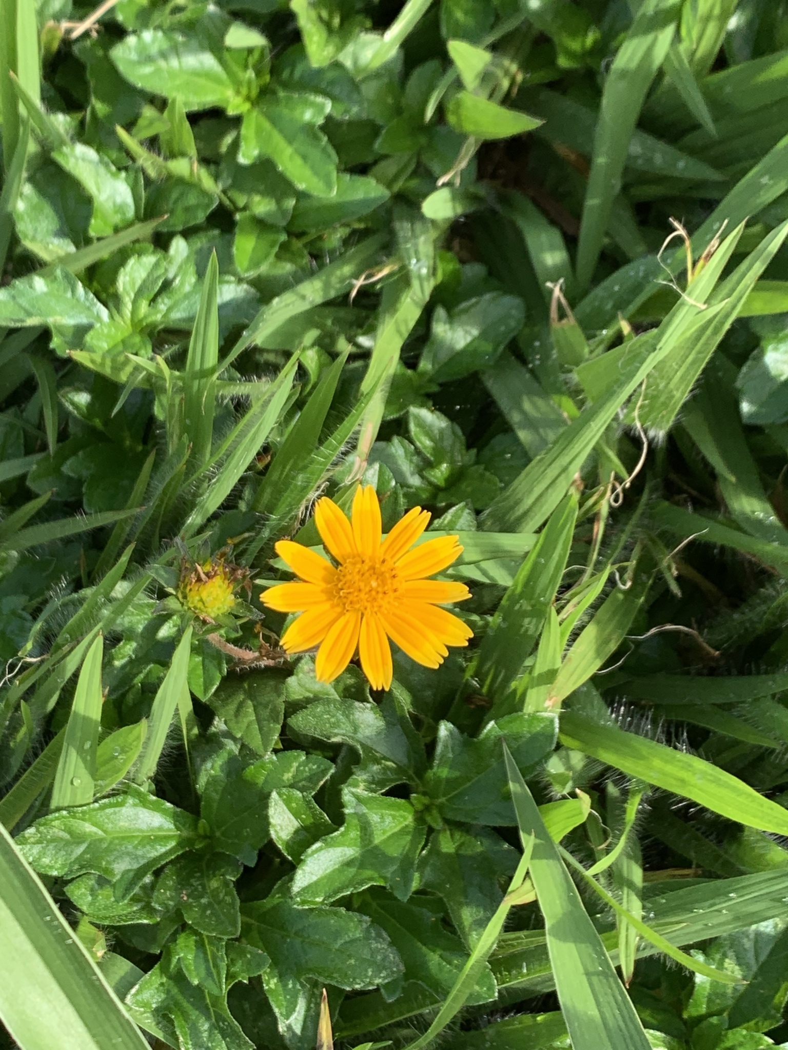 Photo of Trailing Daisy (9/11)