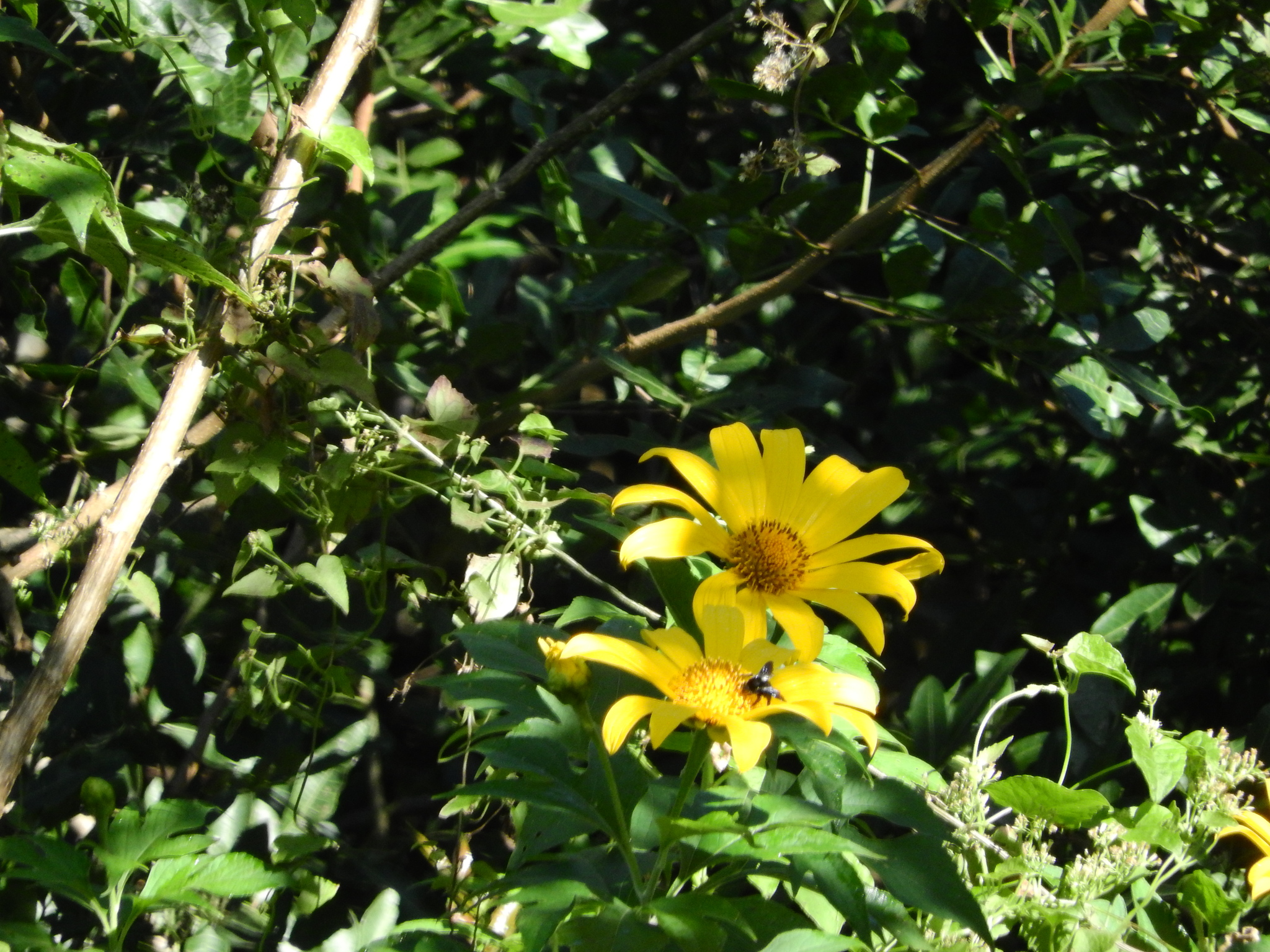 Photo of Mexican sunflower (7/9)