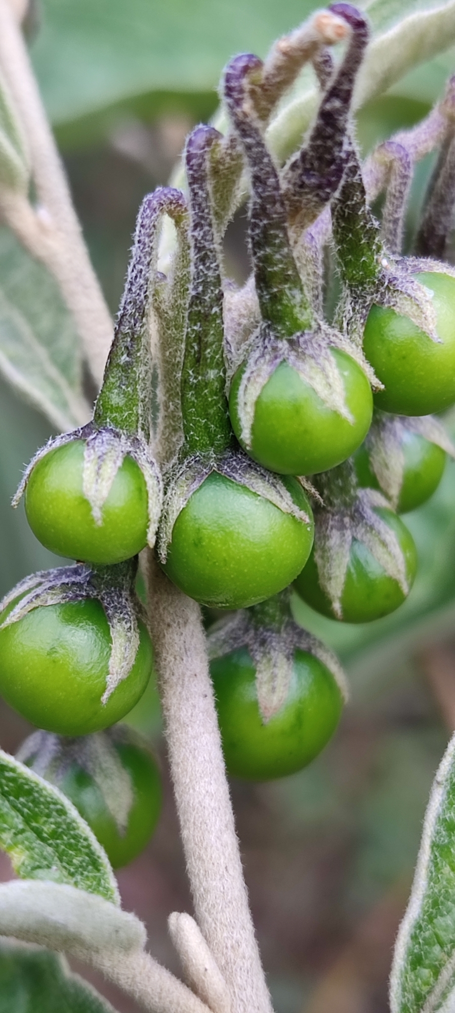 Photo of Solanum paniculatum (3/12)