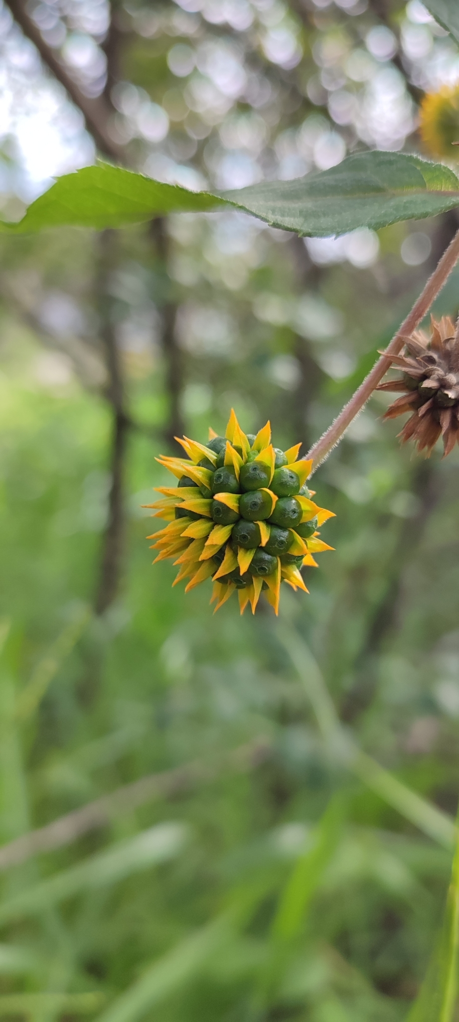 Photo of Tilesia baccata (3/10)