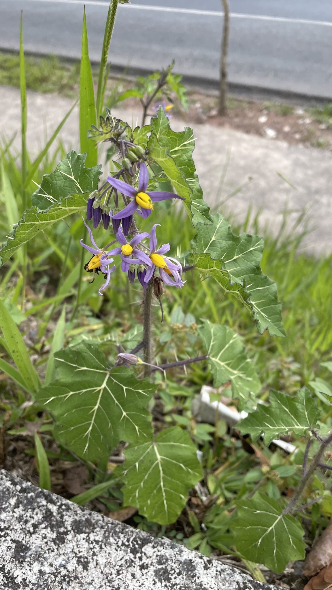 Photo of Solanum palinacanthum (5/7)