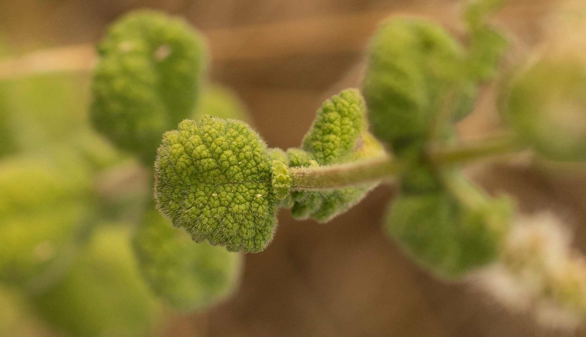 Photo of Apple Mint (5/9)