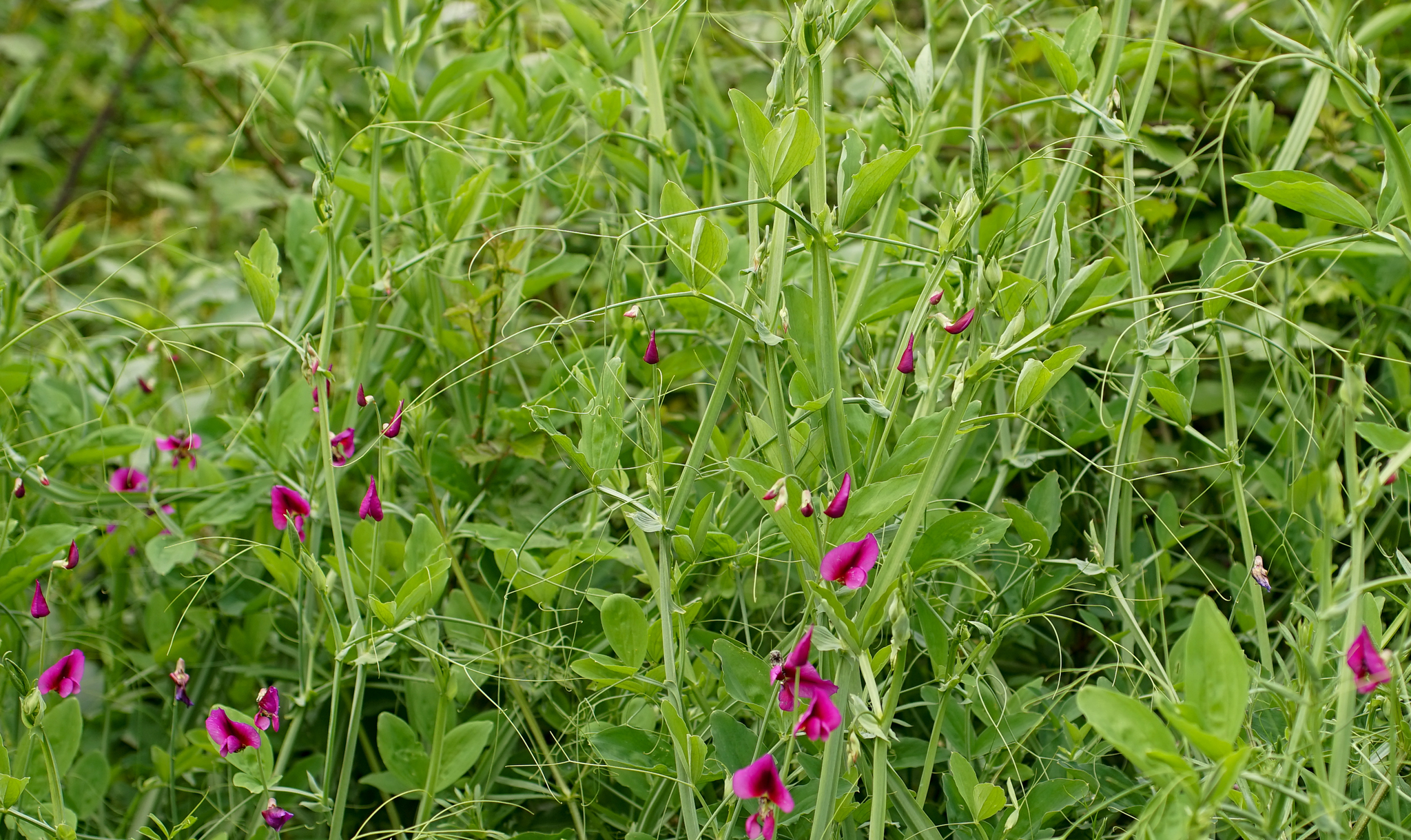 Photo of Tangier Pea (7/11)