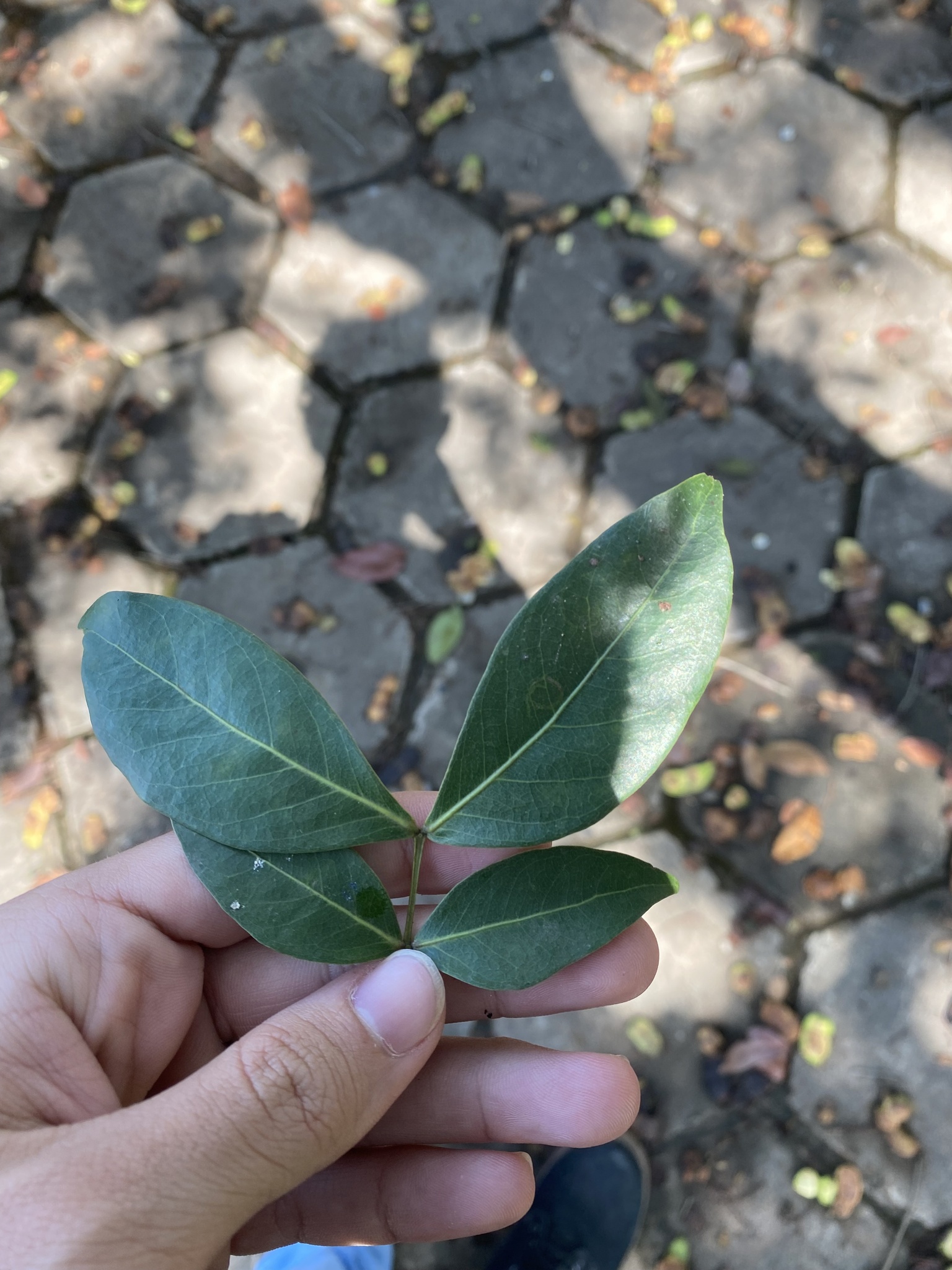 Photo of sacky sac bean (4/10)