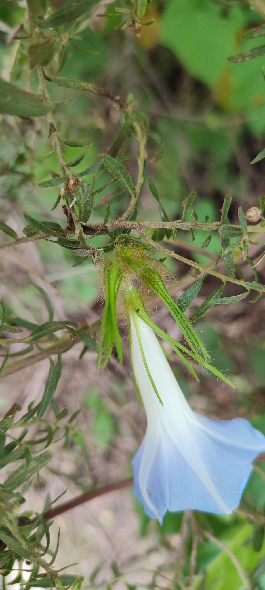 Photo of Japanese morning glory (12/12)