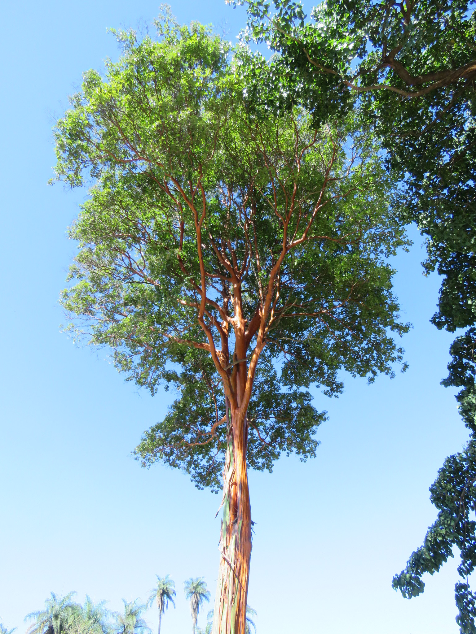 Photo of Calycophyllum spruceanum (7/7)
