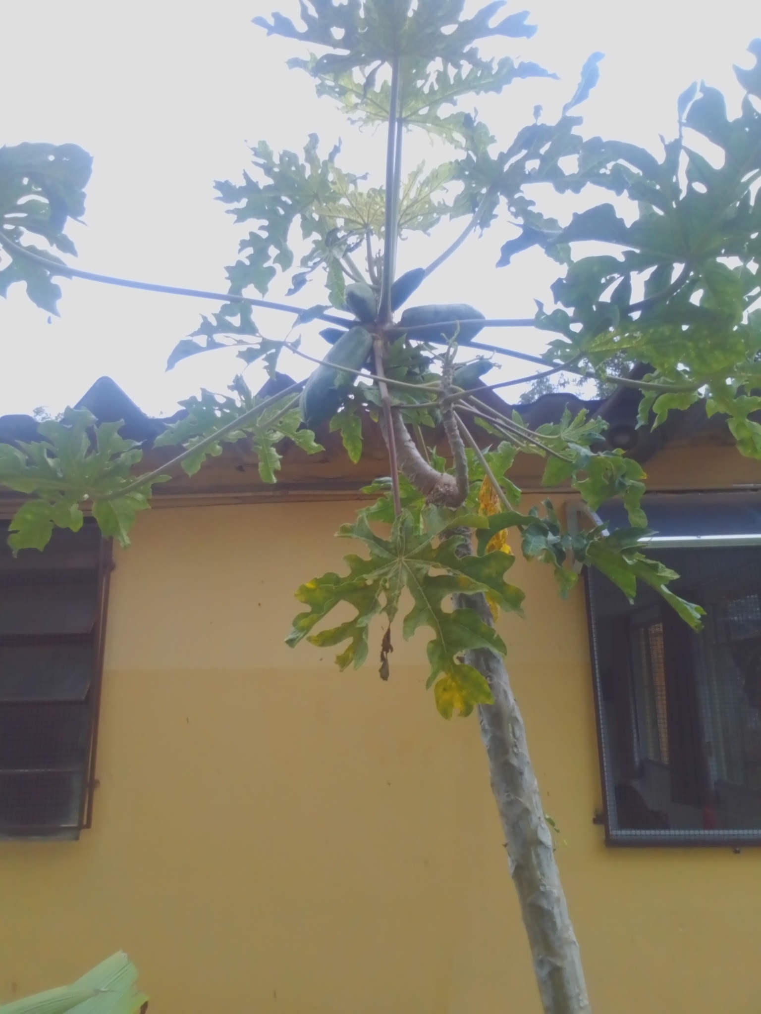 Photo of Papaya (1/12)