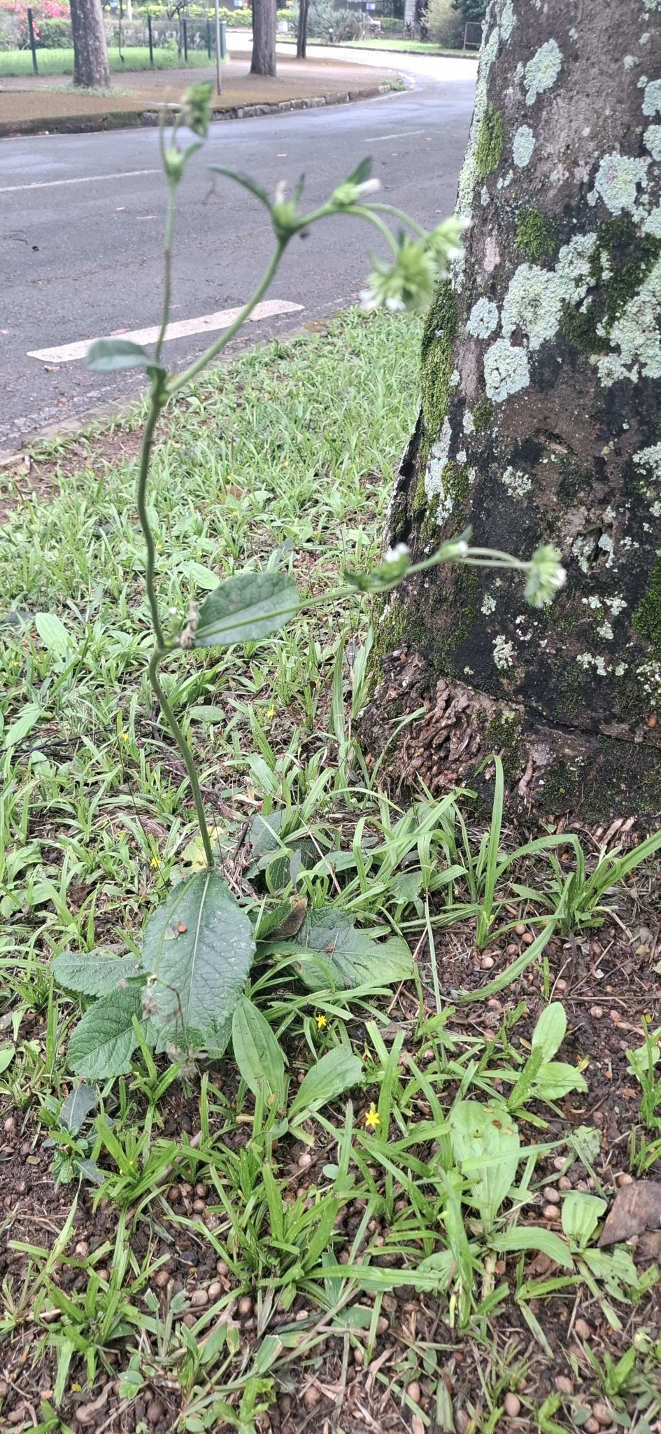 Photo of elephant's foot (1/12)