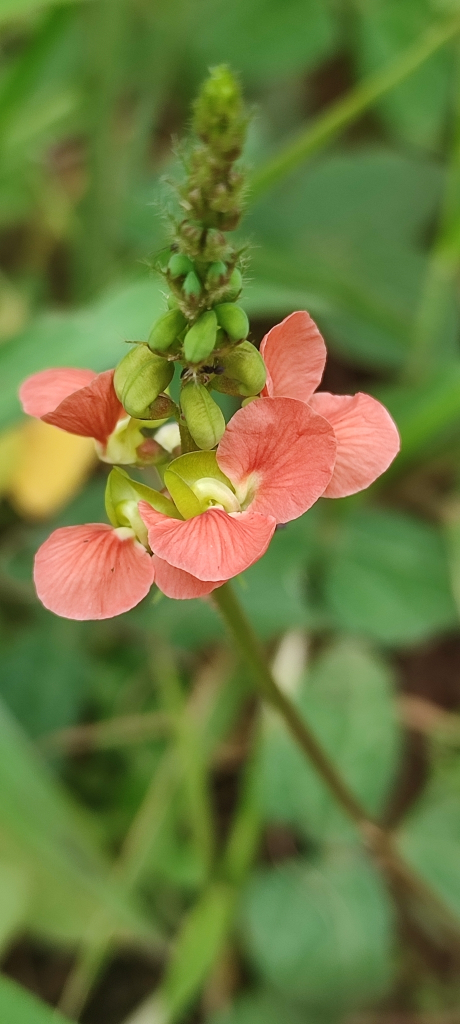 Photo of Macroptilium erythroloma (4/12)