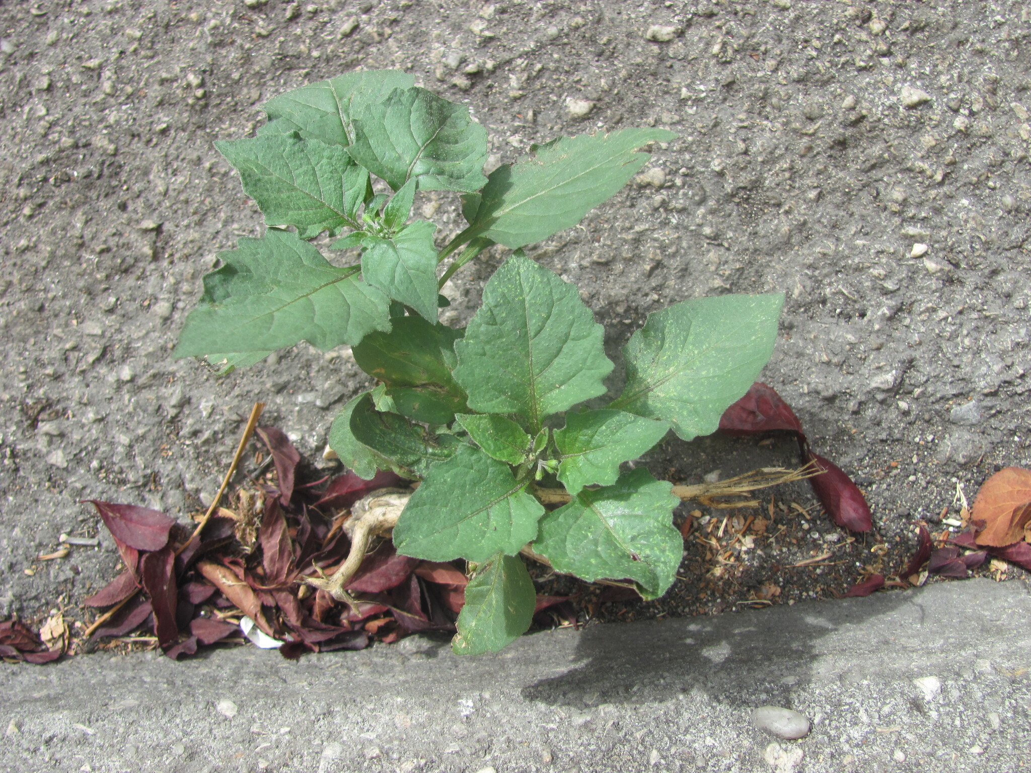 Photo of black nightshade (5/12)