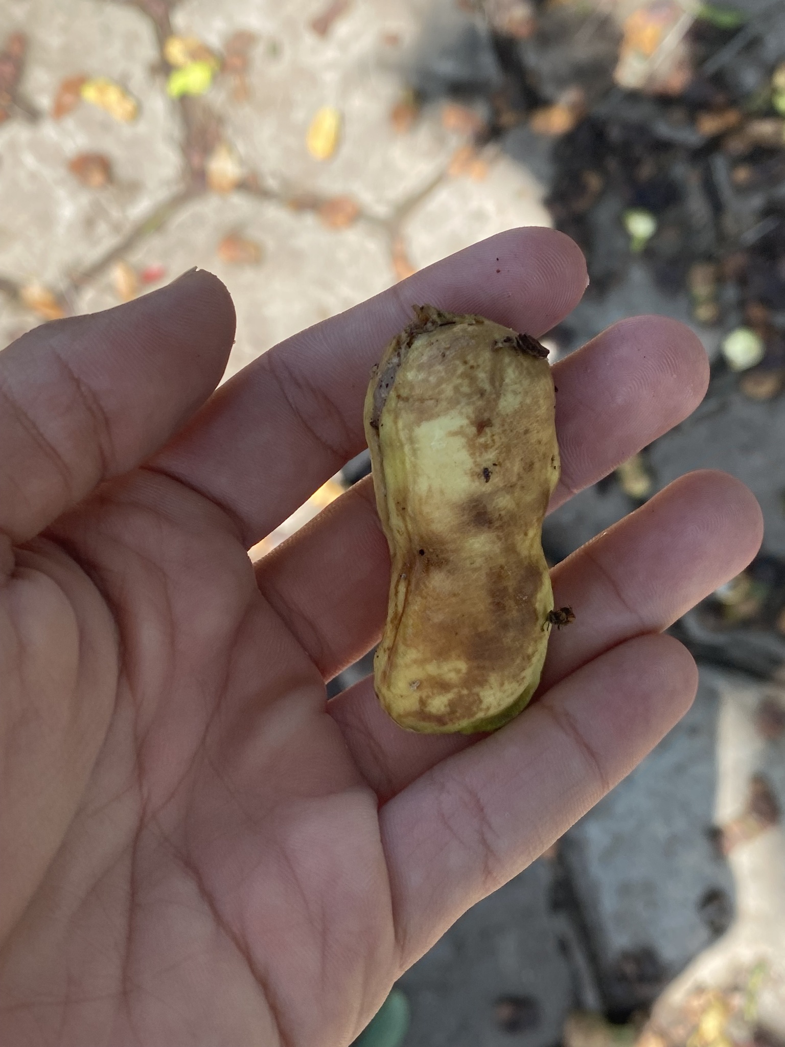Photo of sacky sac bean (3/10)