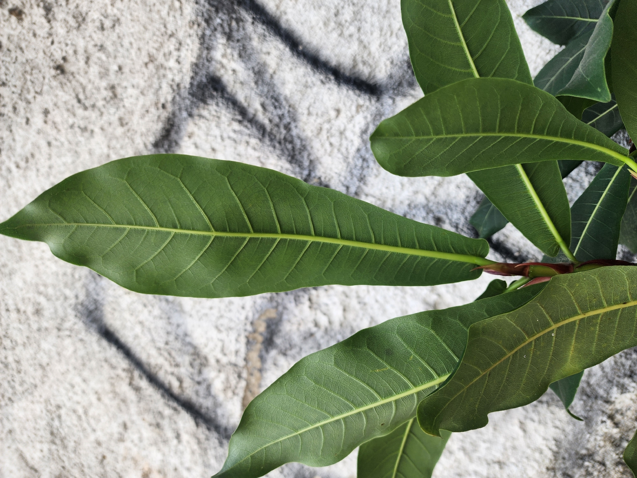 Photo of Ficus obtusifolia (9/11)