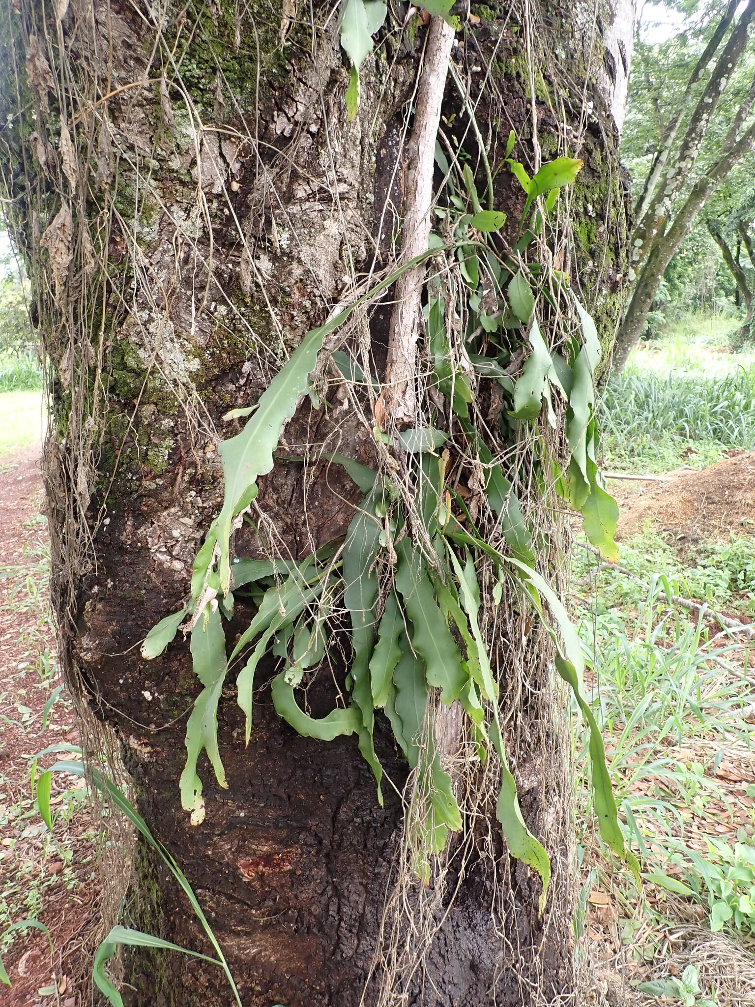 Photo of Epiphyllum phyllanthus (3/12)