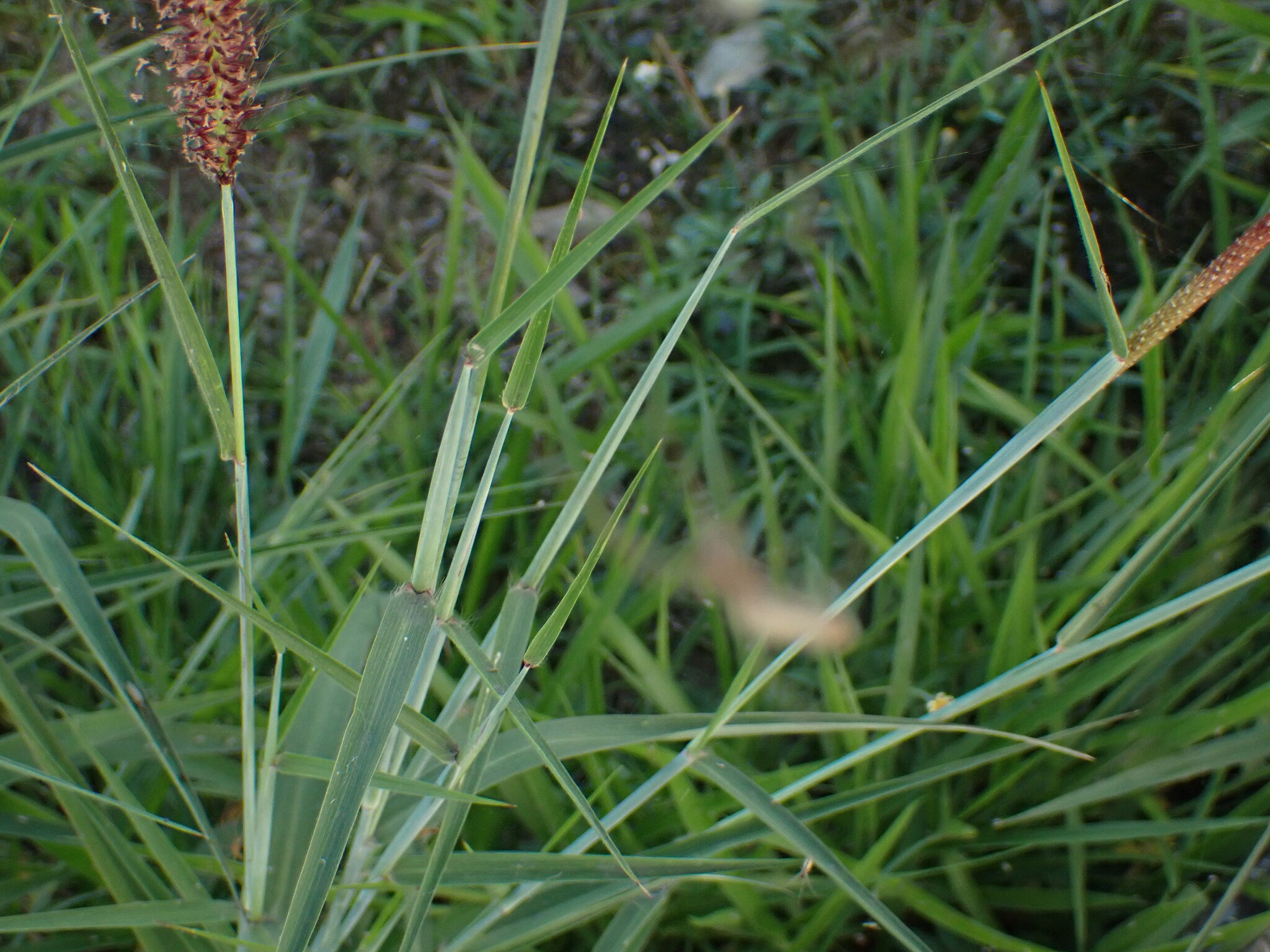 Photo of feathery pennisetum (5/7)