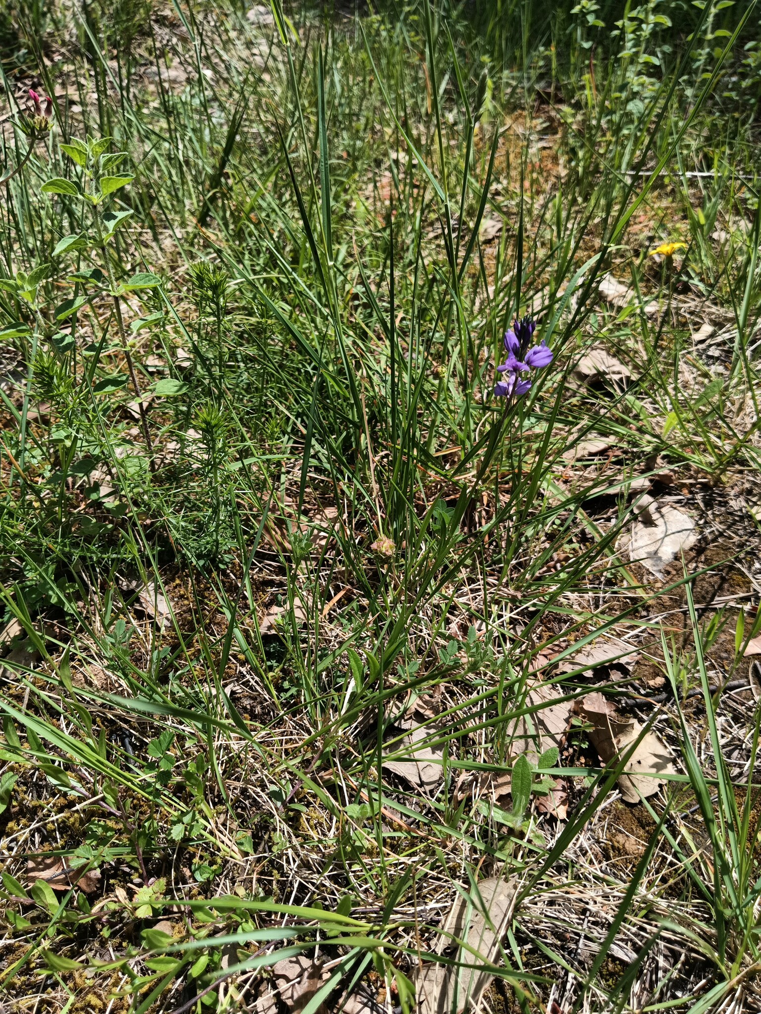 Photo of Common Milkwort (4/6)