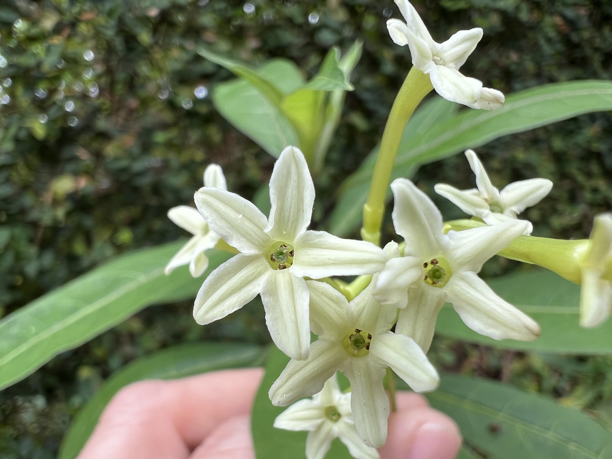 Photo of Plantae (6/7)