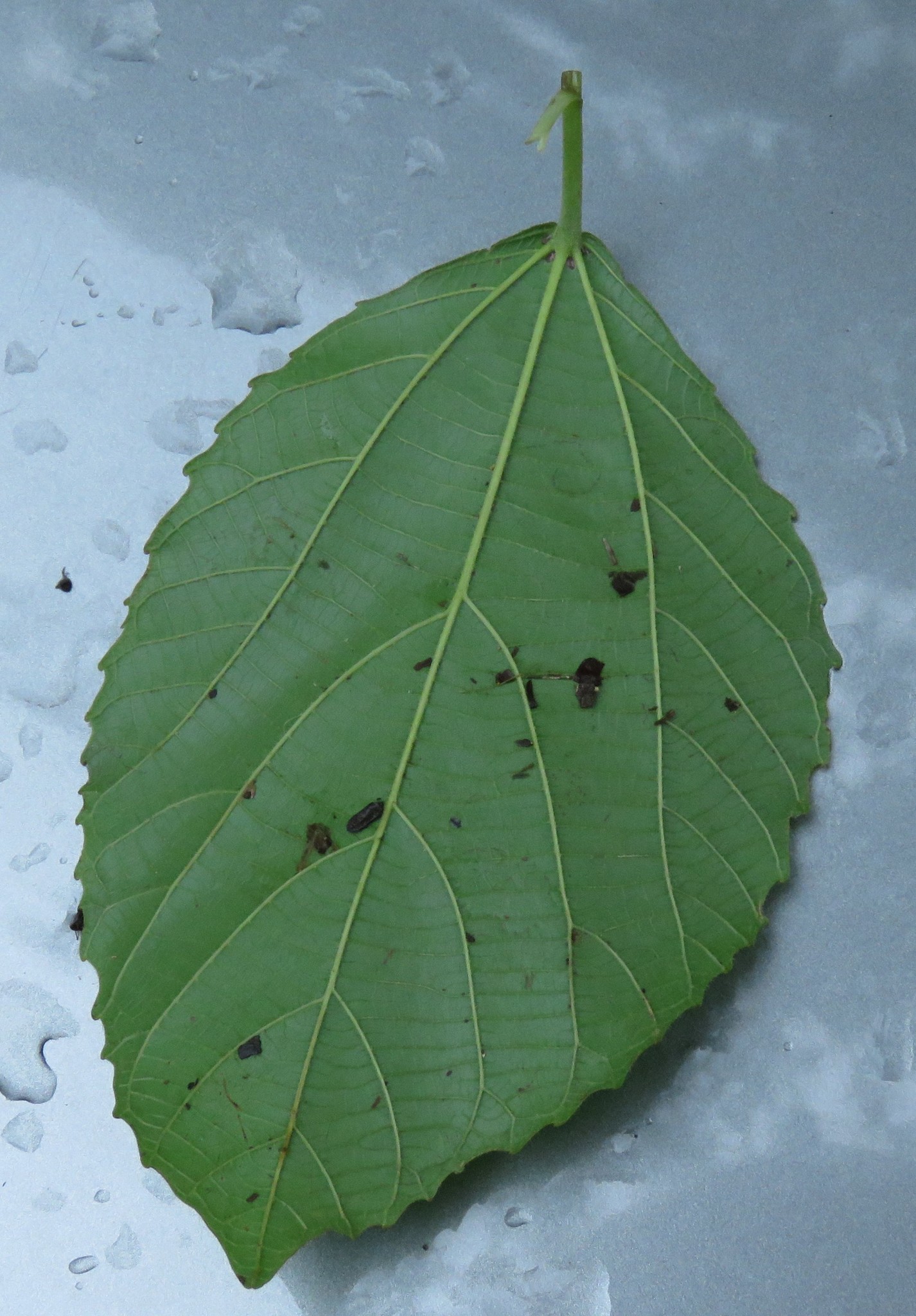 Photo of Magnoliopsida (7/7)