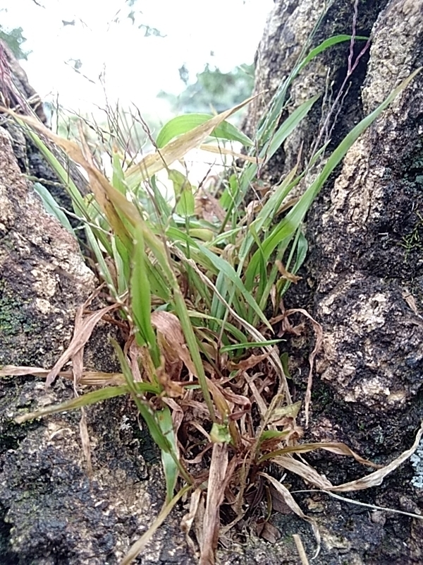 Photo of Poaceae (1/4)