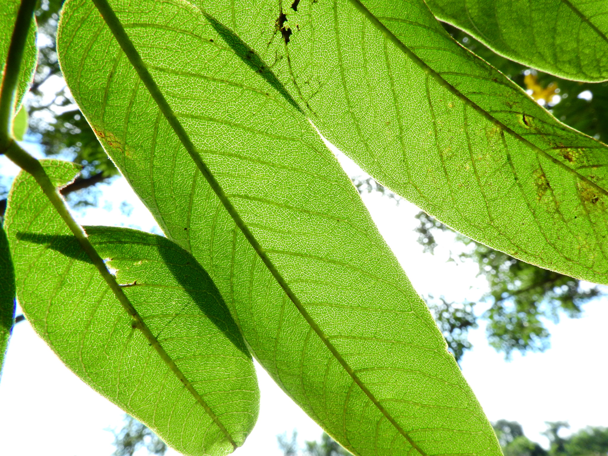 Photo of Senna silvestris (1/12)