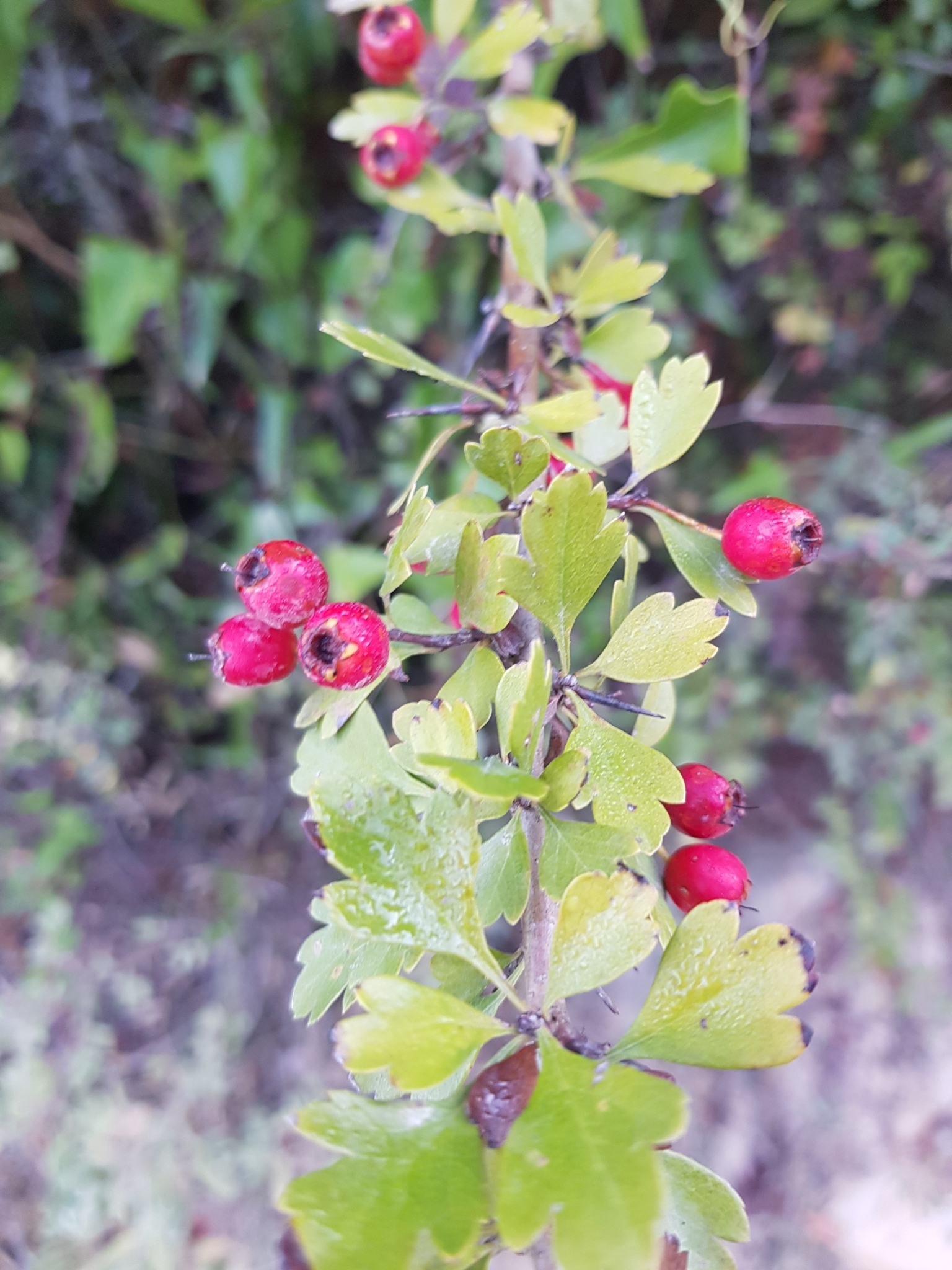Photo of common hawthorn (1/12)