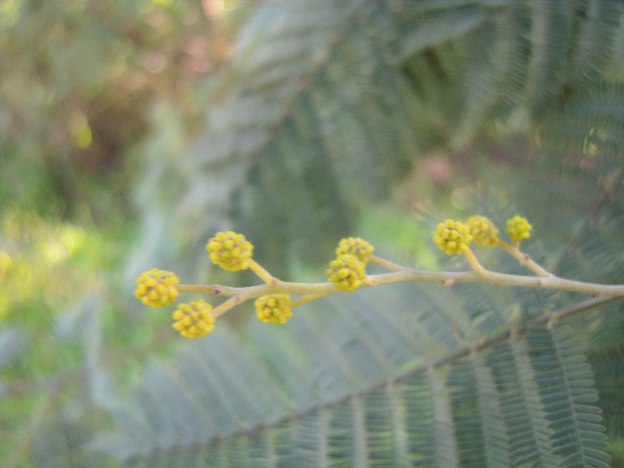 Photo of Silver wattle (10/12)