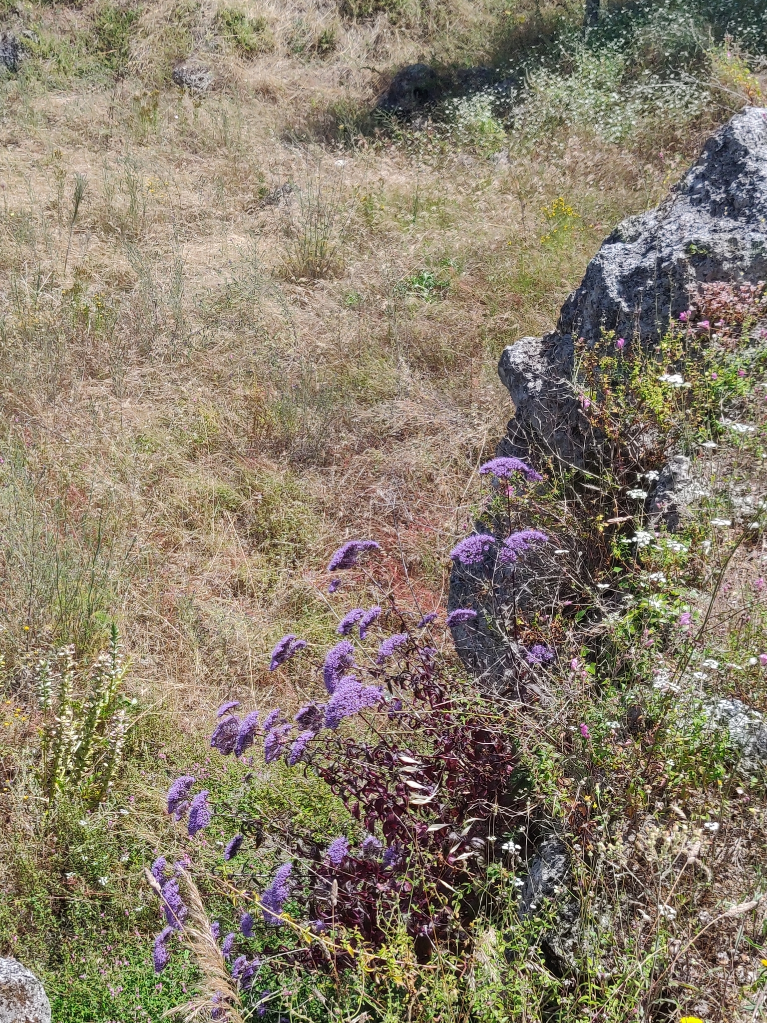 Photo of Throatwort (4/12)