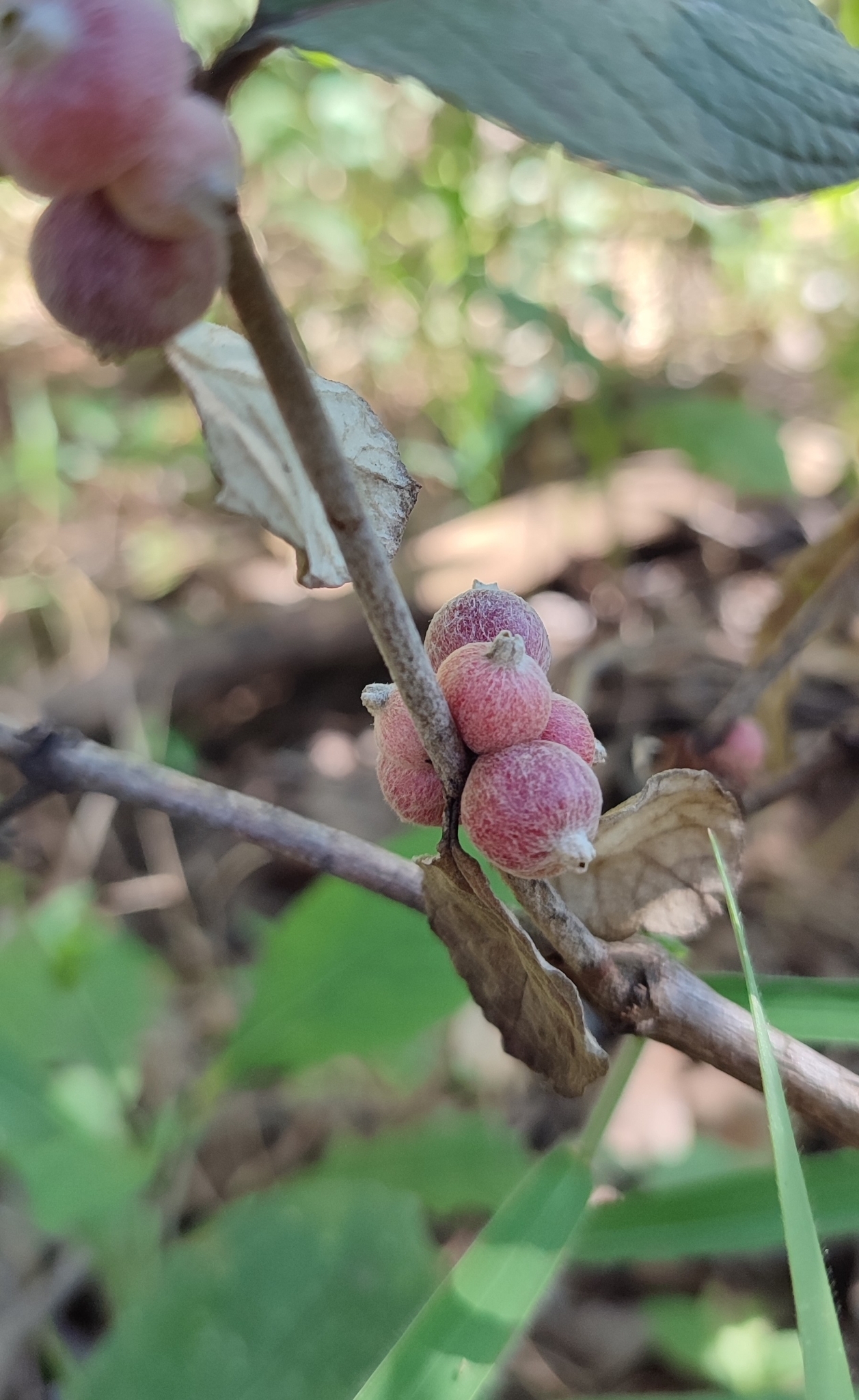 Photo of Sabicea brasiliensis (8/12)