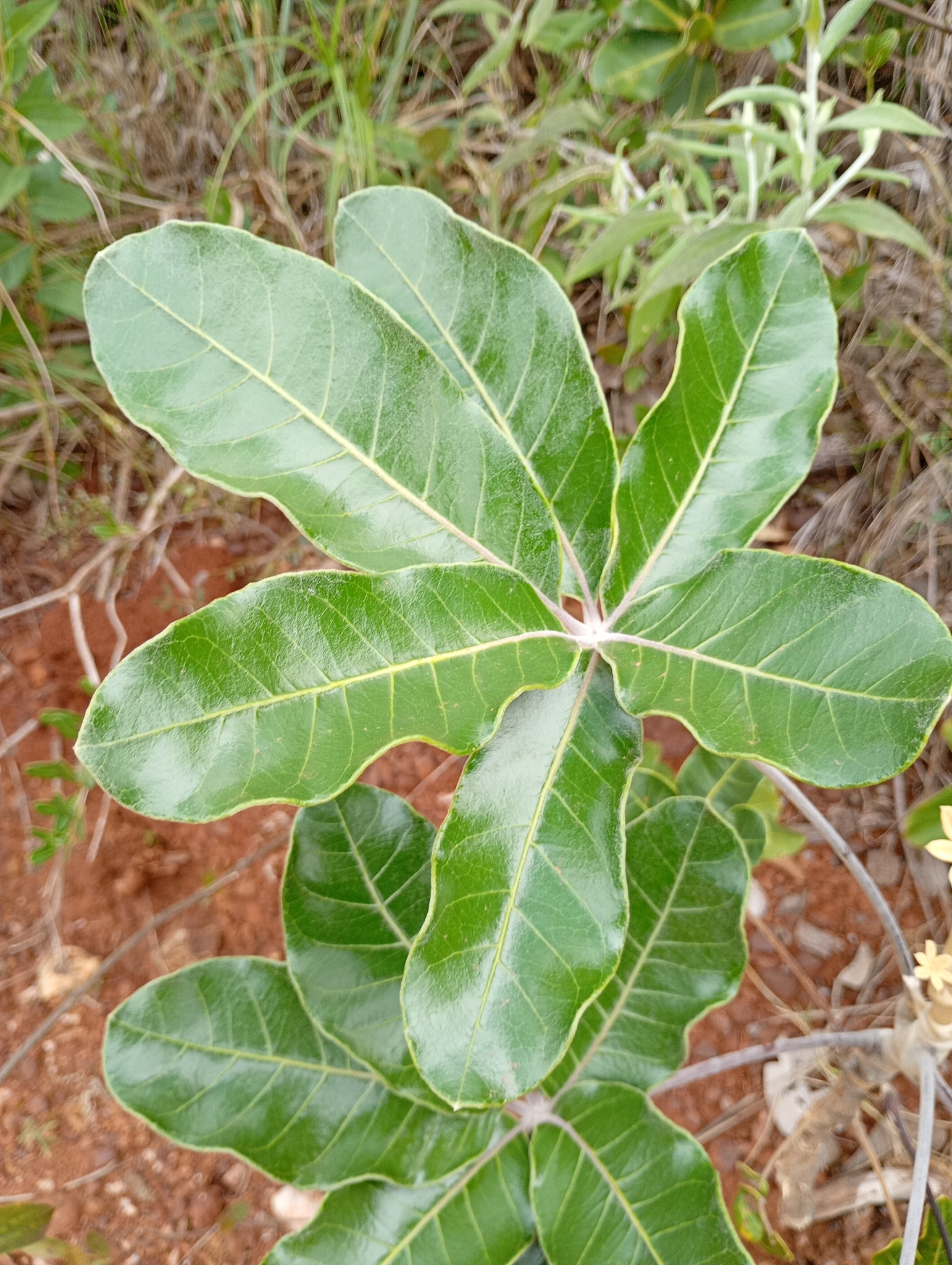 Photo of Plantae (5/5)