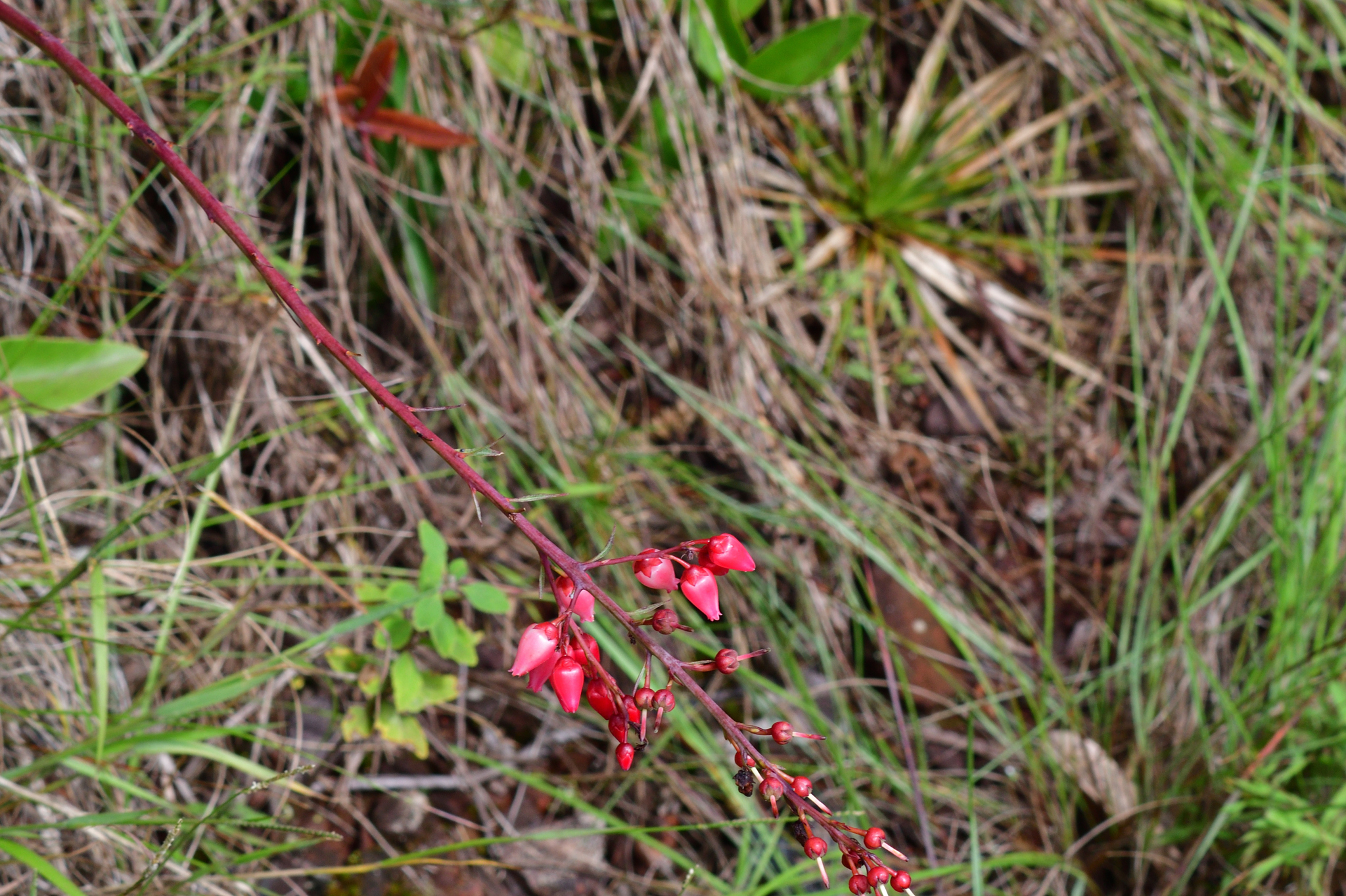 Photo of Gaylussacia brasiliensis (1/8)