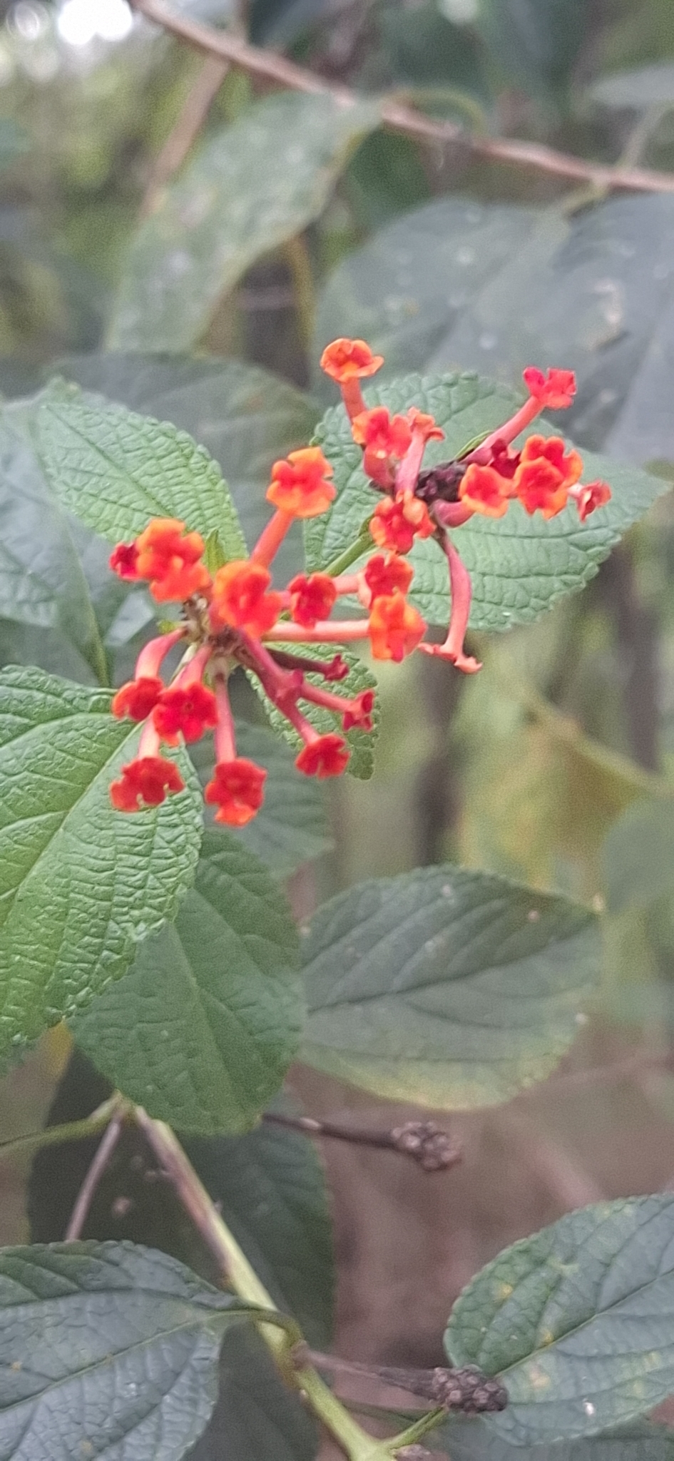 Photo of common lantana (4/8)
