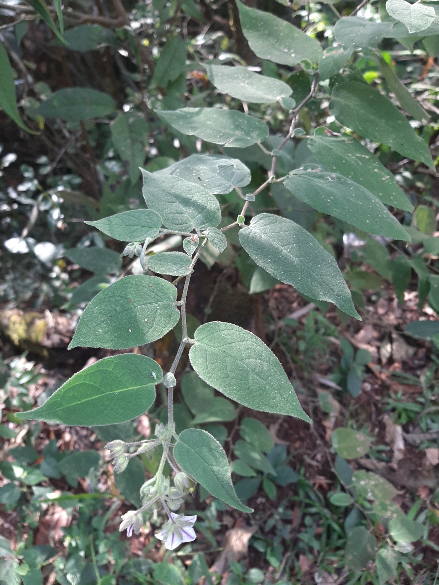 Photo of Solanum didymum (7/8)