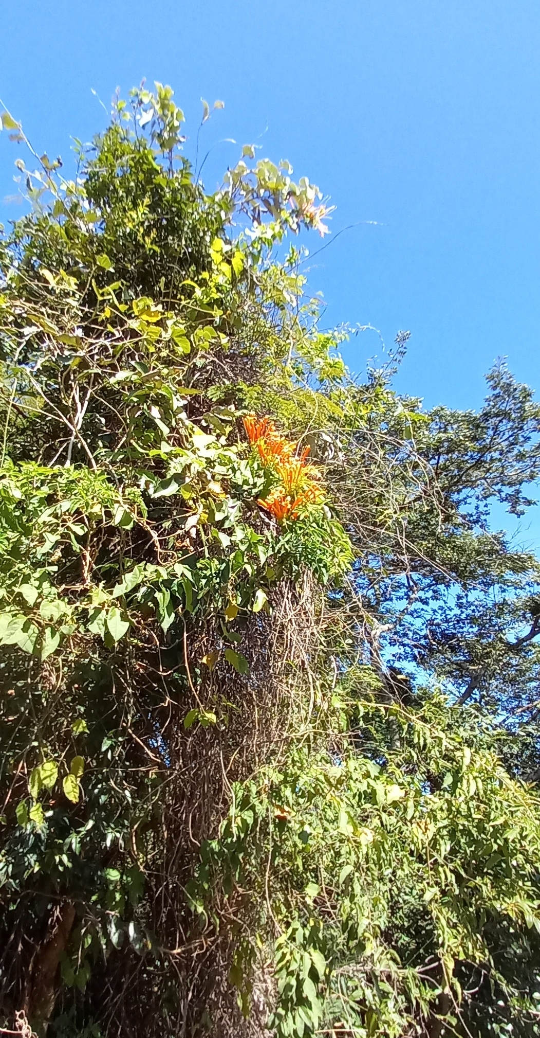 Photo of Flame vine (5/12)