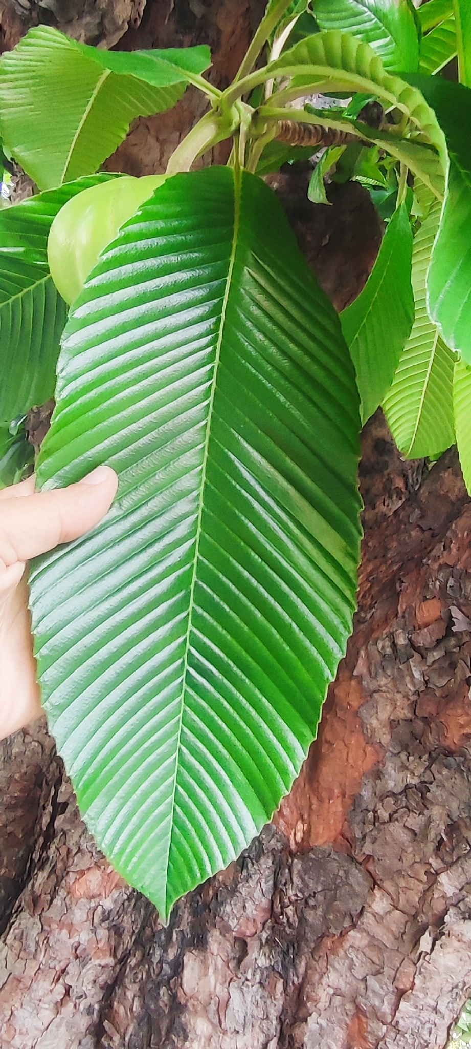 Photo of elephant apple (8/9)