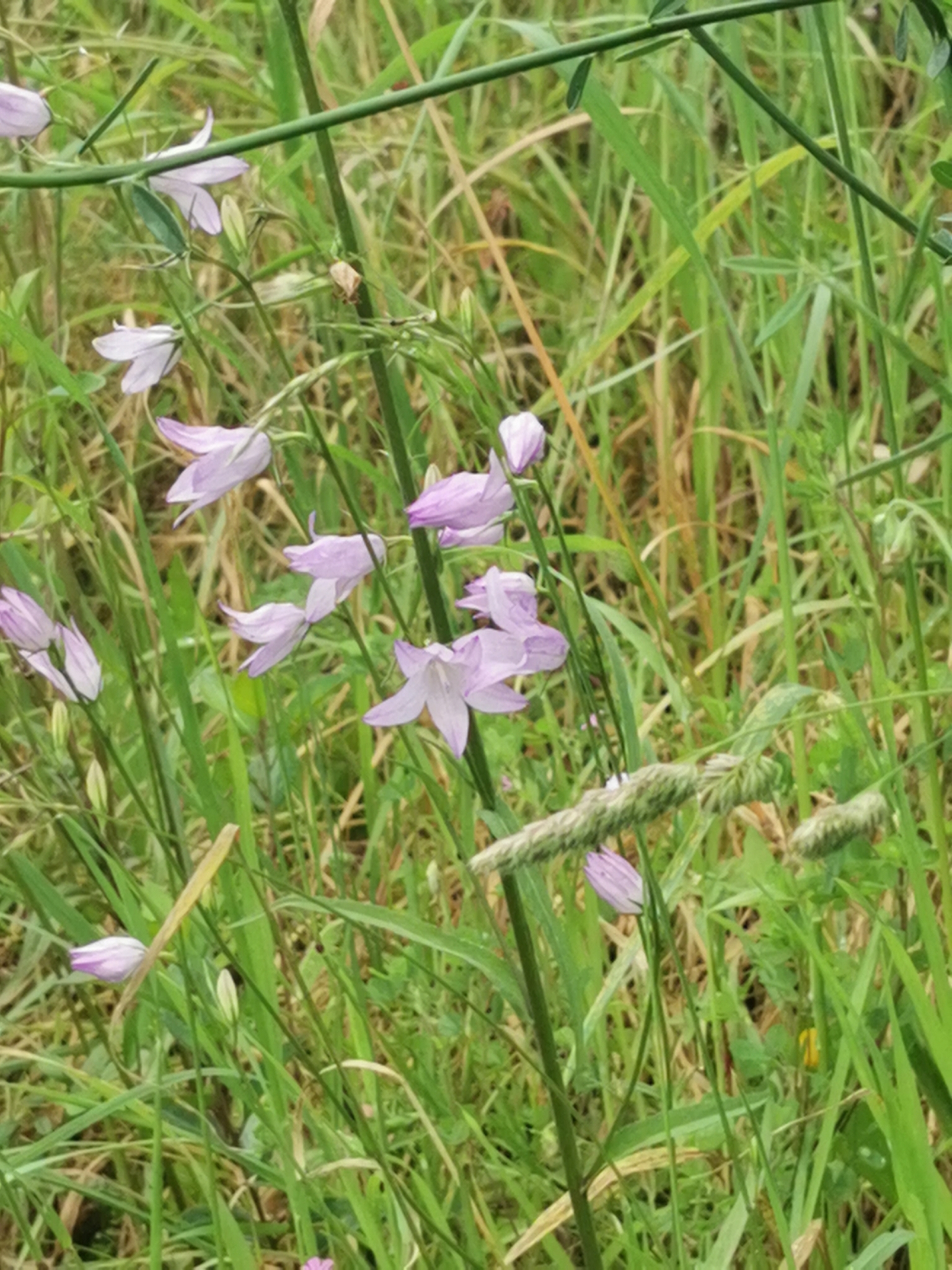 Photo of Rampion (8/12)