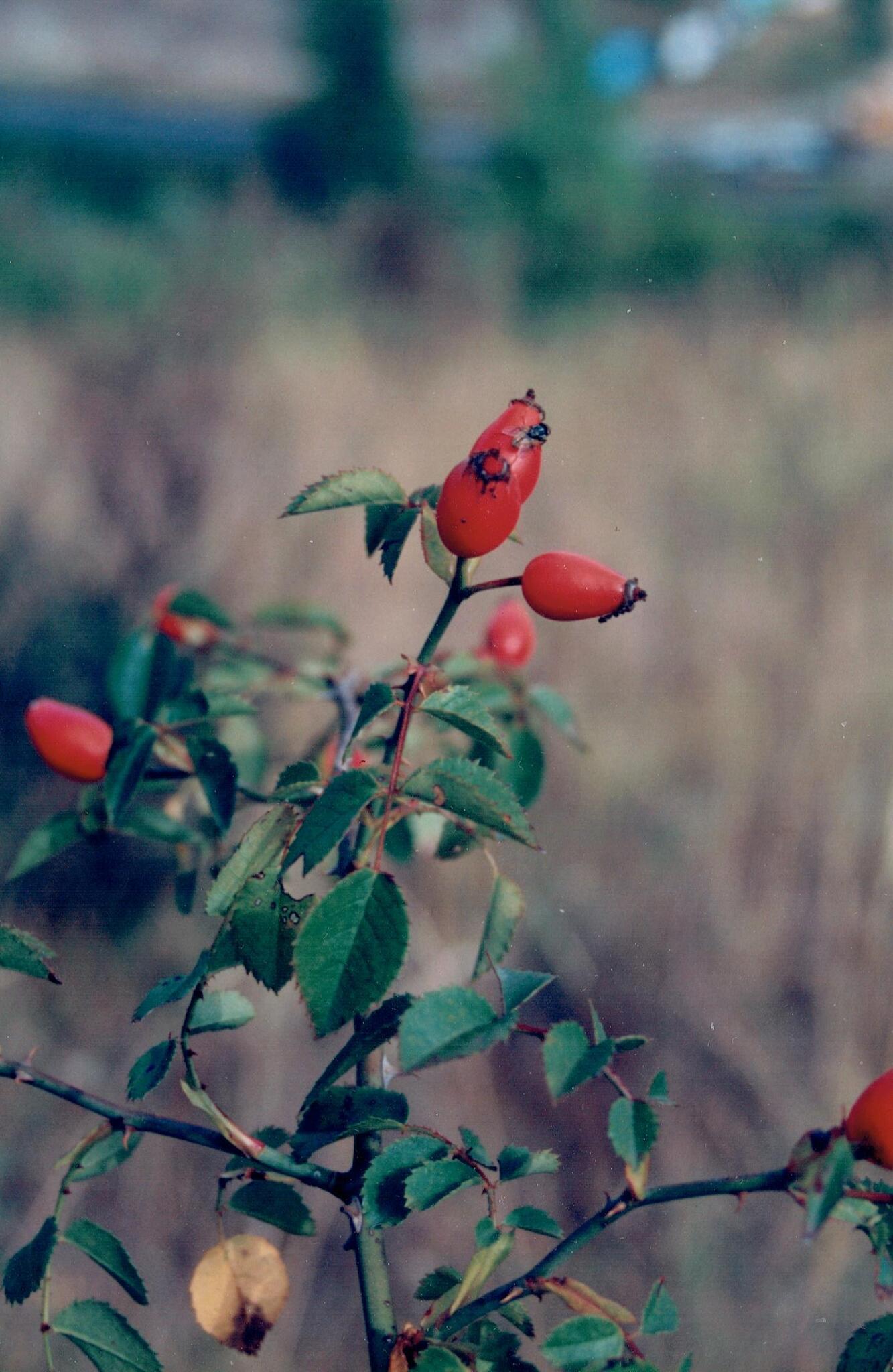 Photo of Dog-rose (5/12)