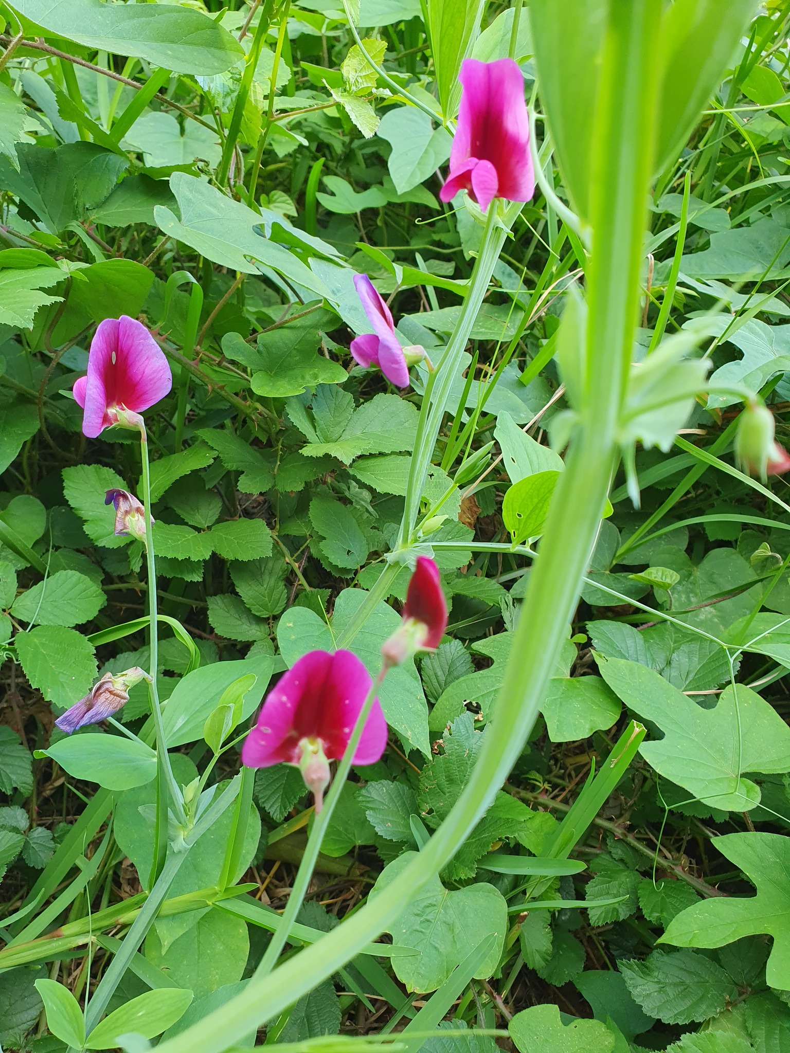 Photo of Tangier Pea (1/12)